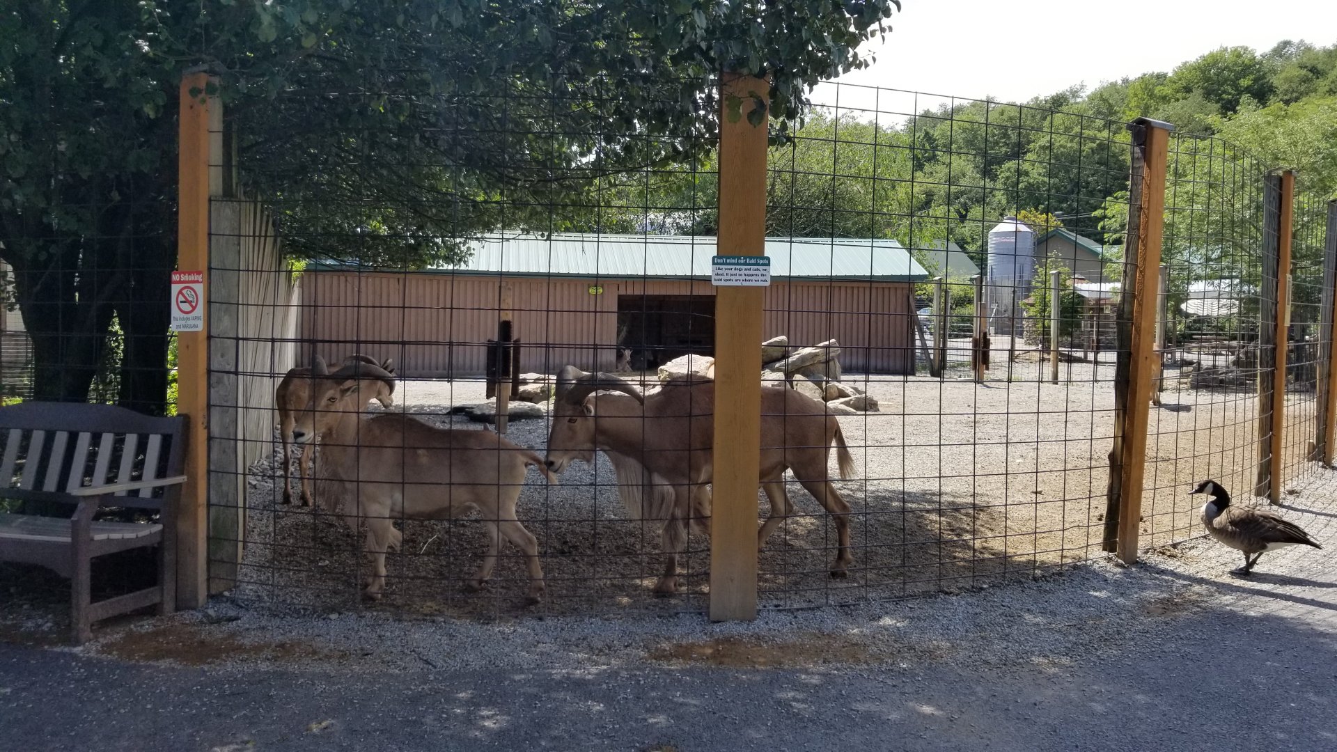 Living Treasures LH - Aoudad
