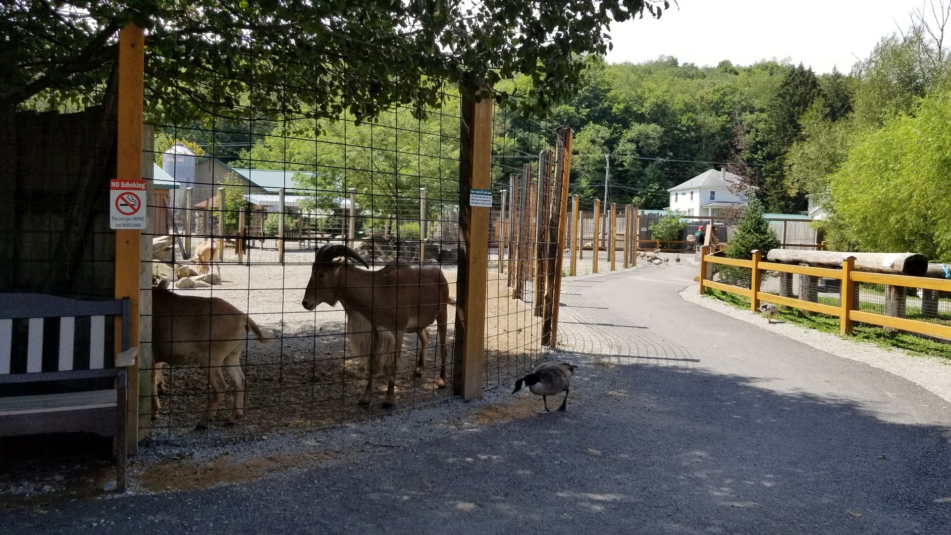 Living Treasures LH - Aoudad