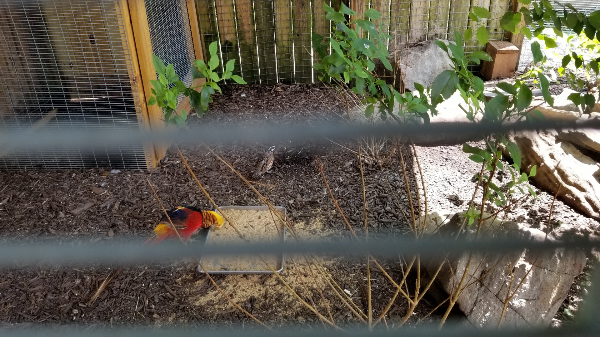 Living Treasures LH - Aviary, golden pheasant and bobwhite