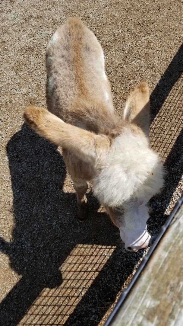 Living Treasures LH - Baby donkey