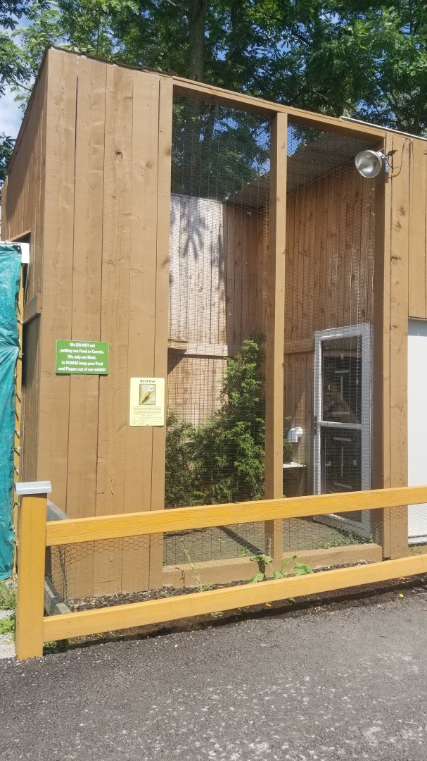 Living Treasures LH - Barn owl