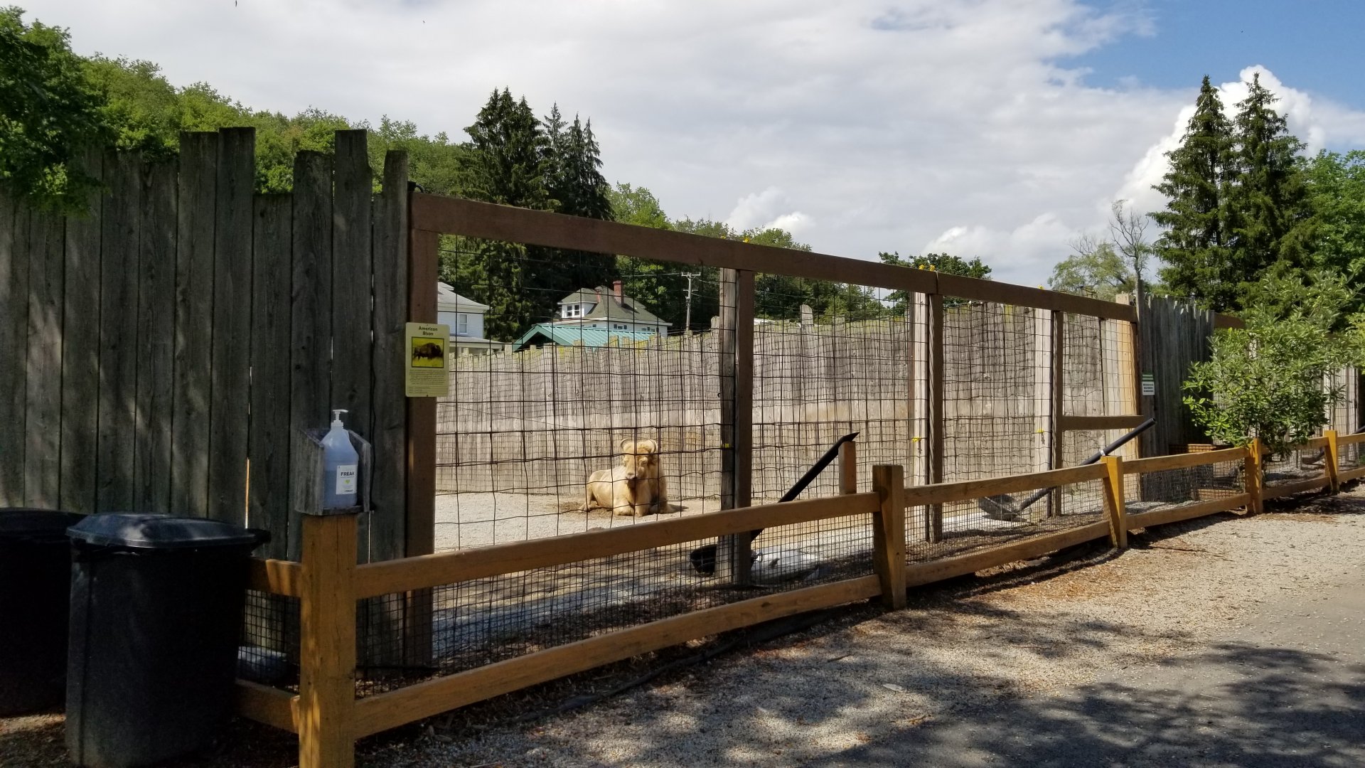 Living Treasures LH - Bison