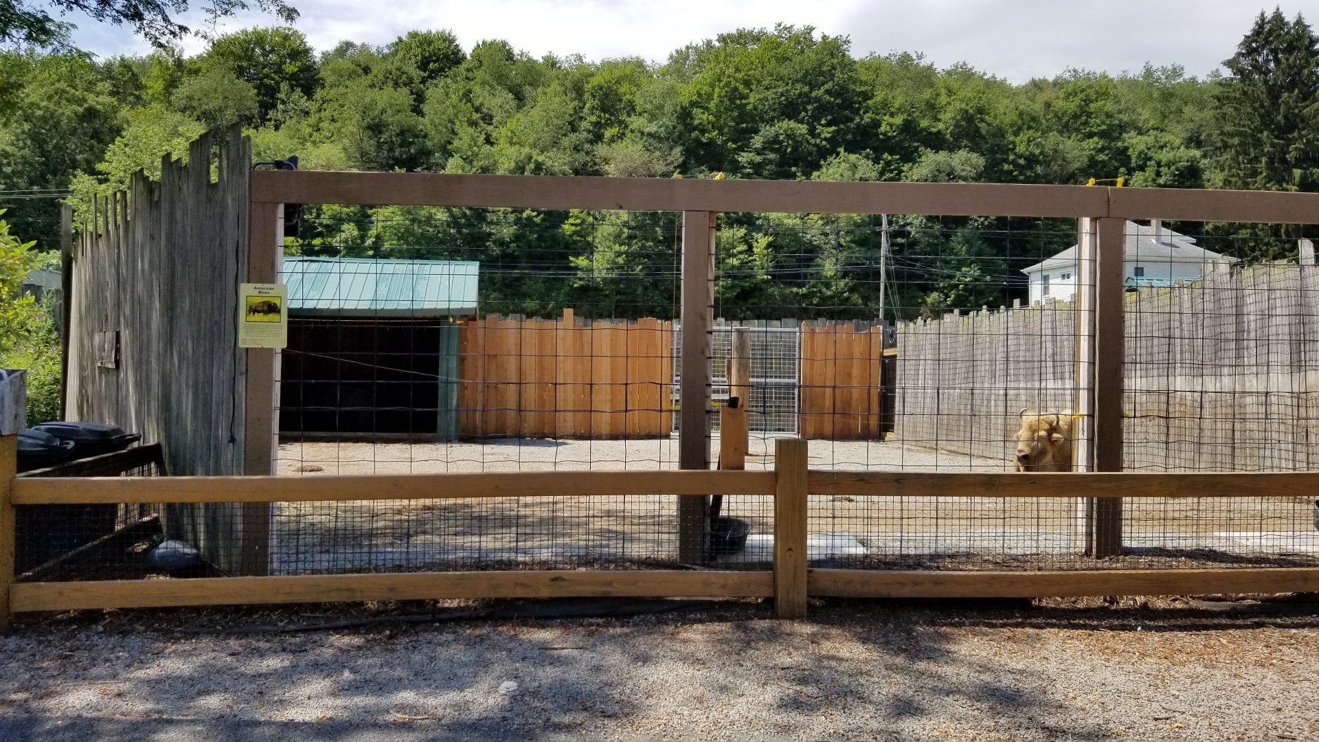 Living Treasures LH - Bison