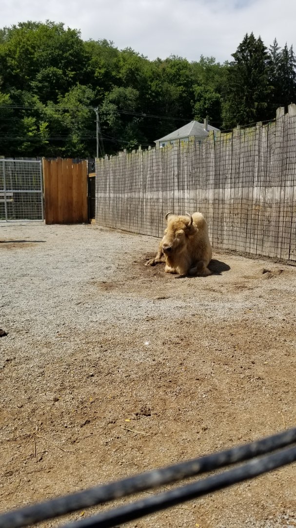 Living Treasures LH - Bison