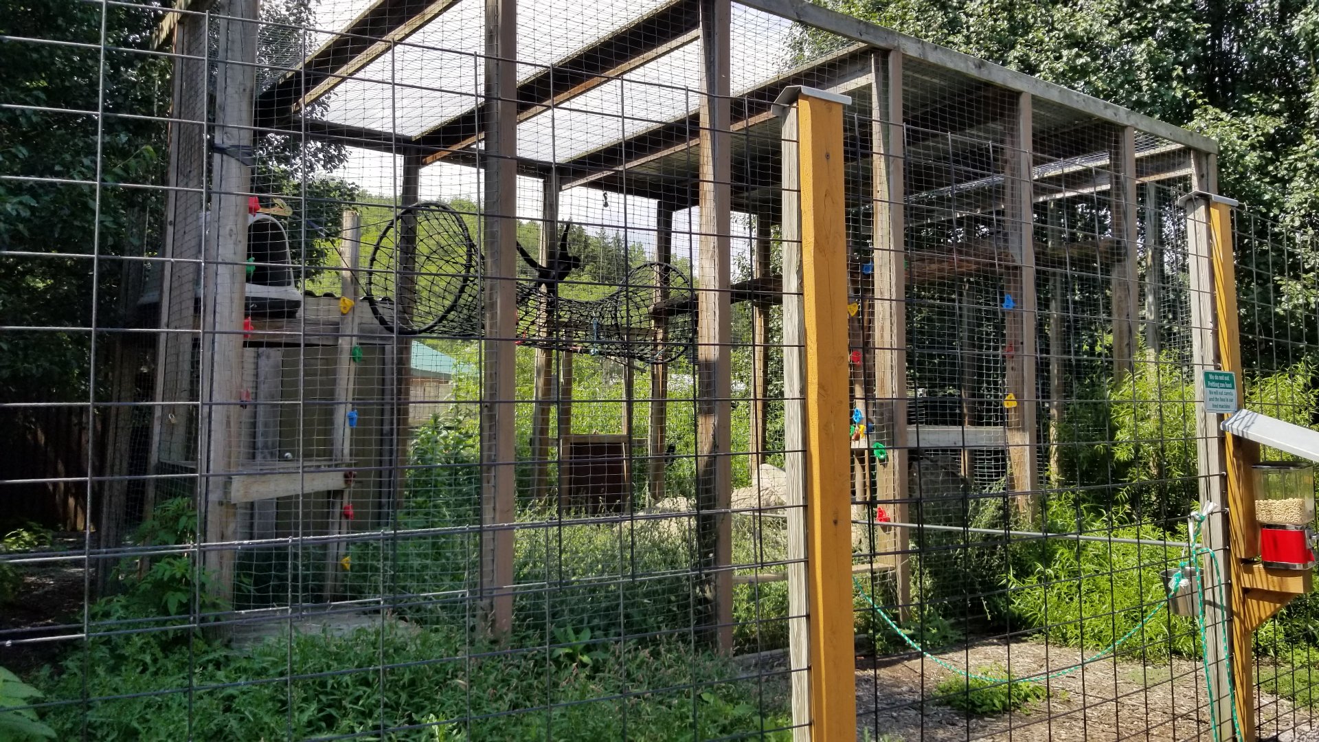 Living Treasures LH - Black spider monkey