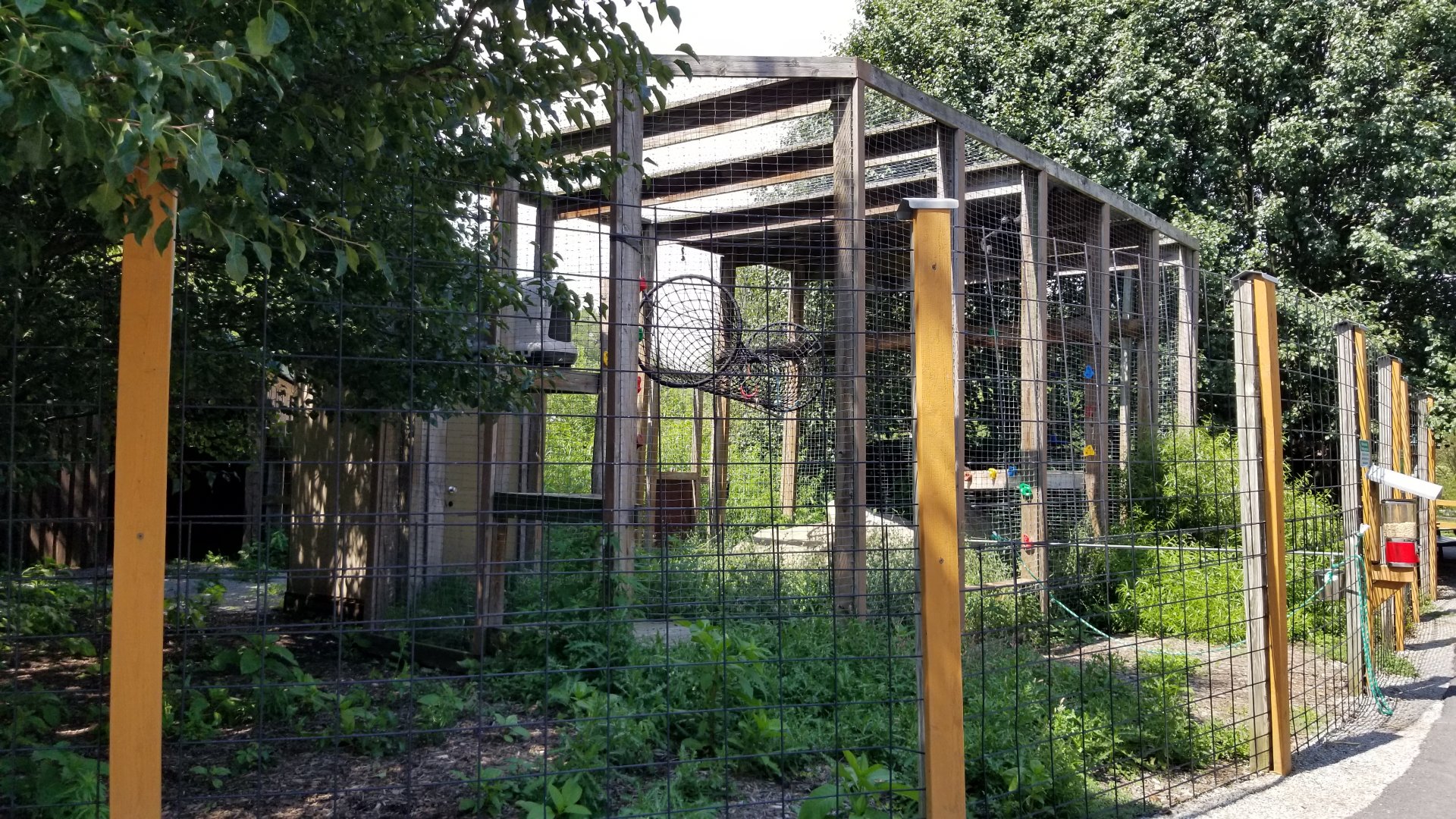 Living Treasures LH - Black spider monkey