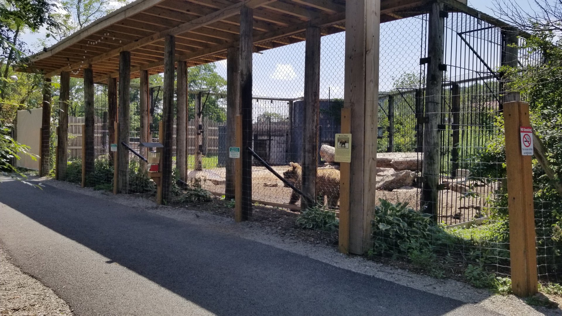 Living Treasures LH - Brown bear