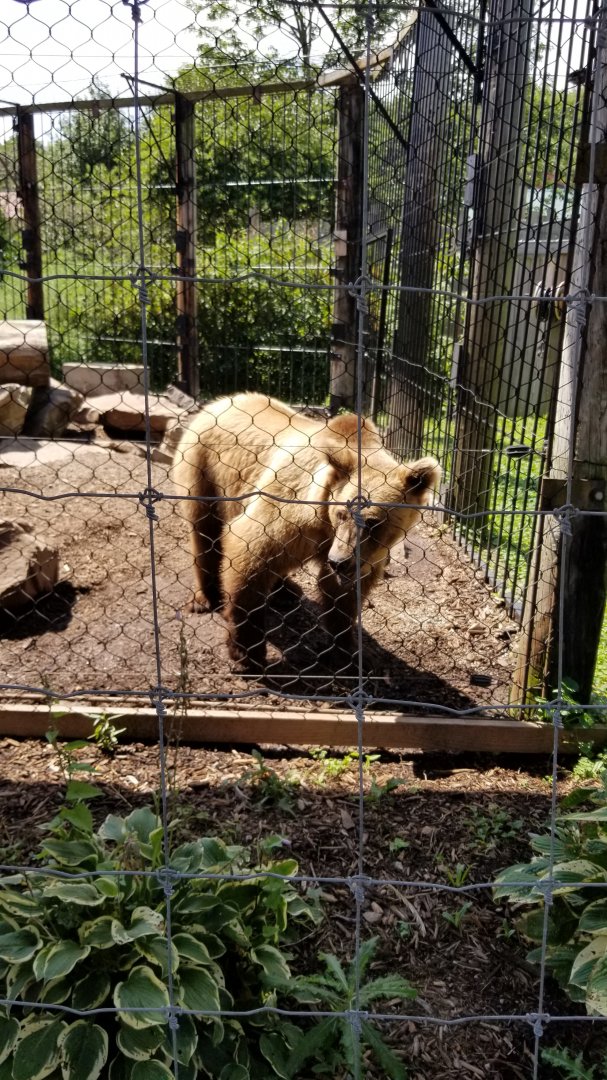 Living Treasures LH - Brown bear