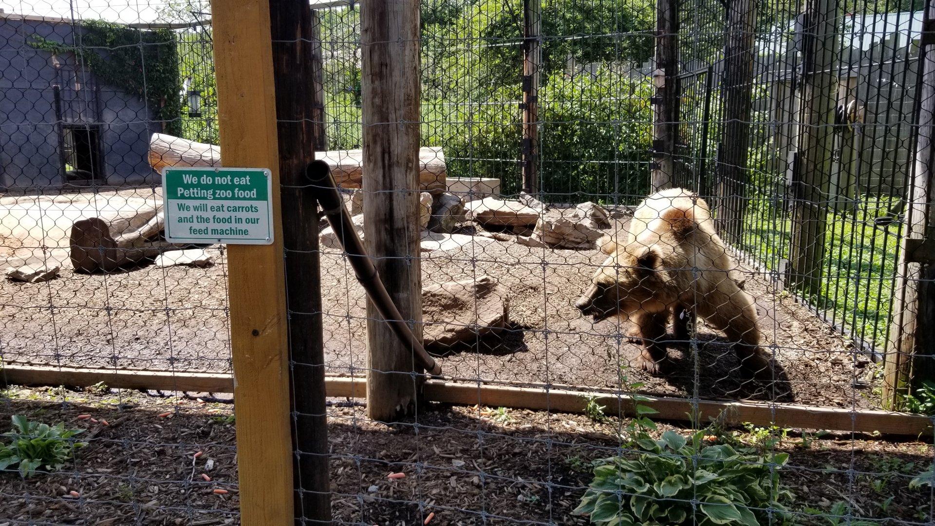 Living Treasures LH - Brown bear