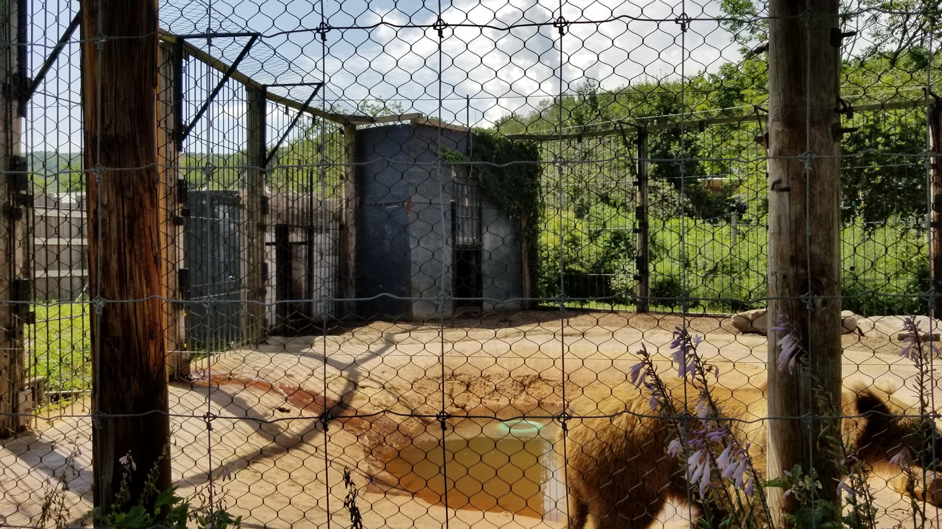 Living Treasures LH - Brown bear