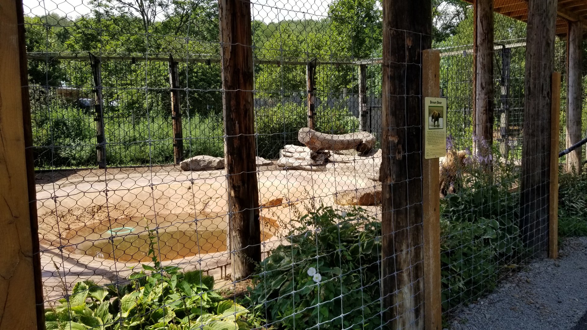 Living Treasures LH - Brown bear