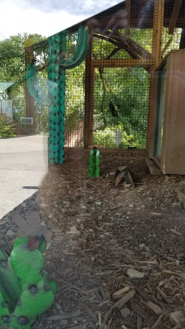 Living Treasures LH - BT Prairie dog