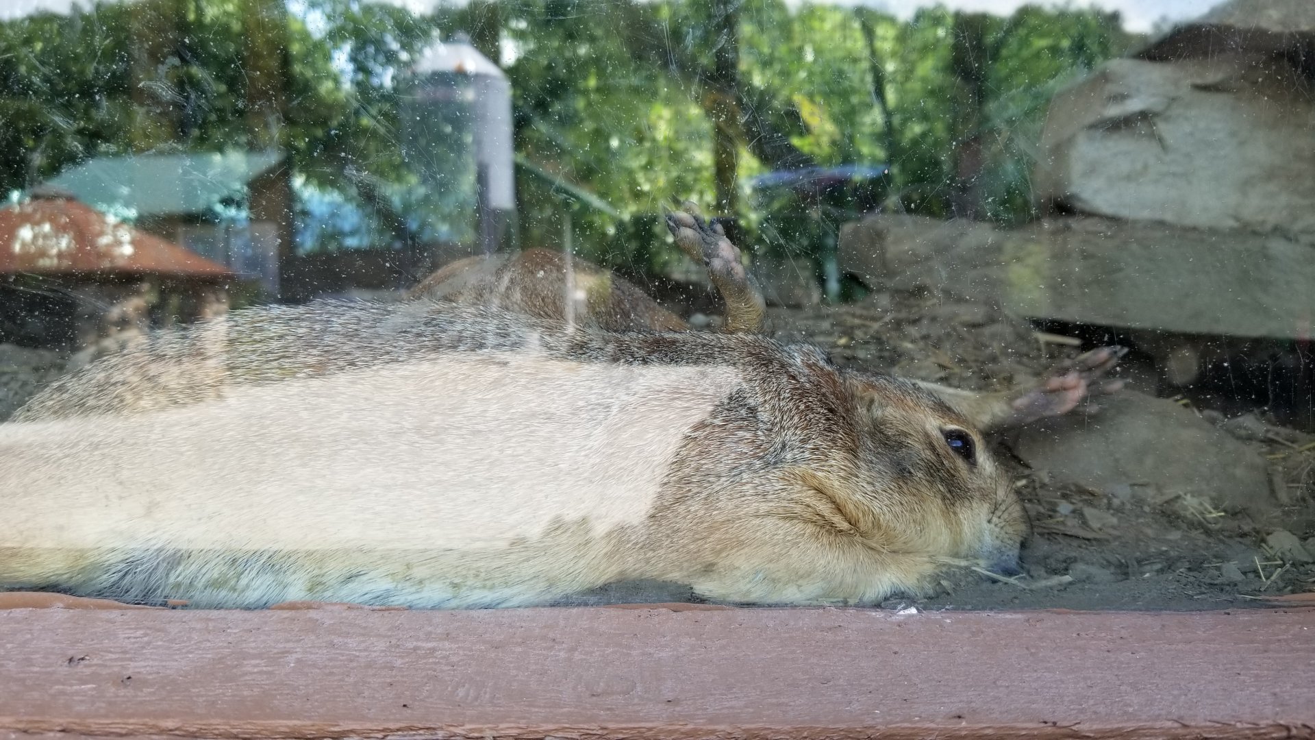 Living Treasures LH - BT Prairie dog