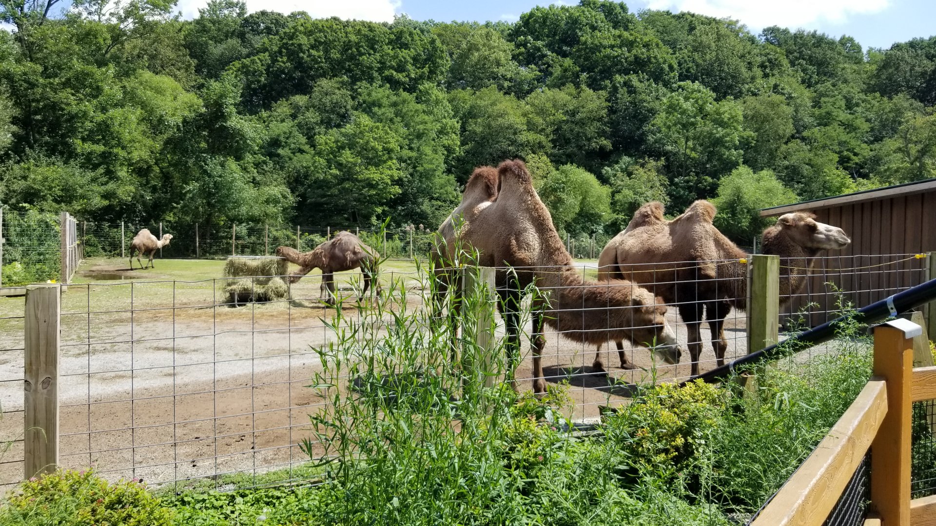 Living Treasures LH - Camels