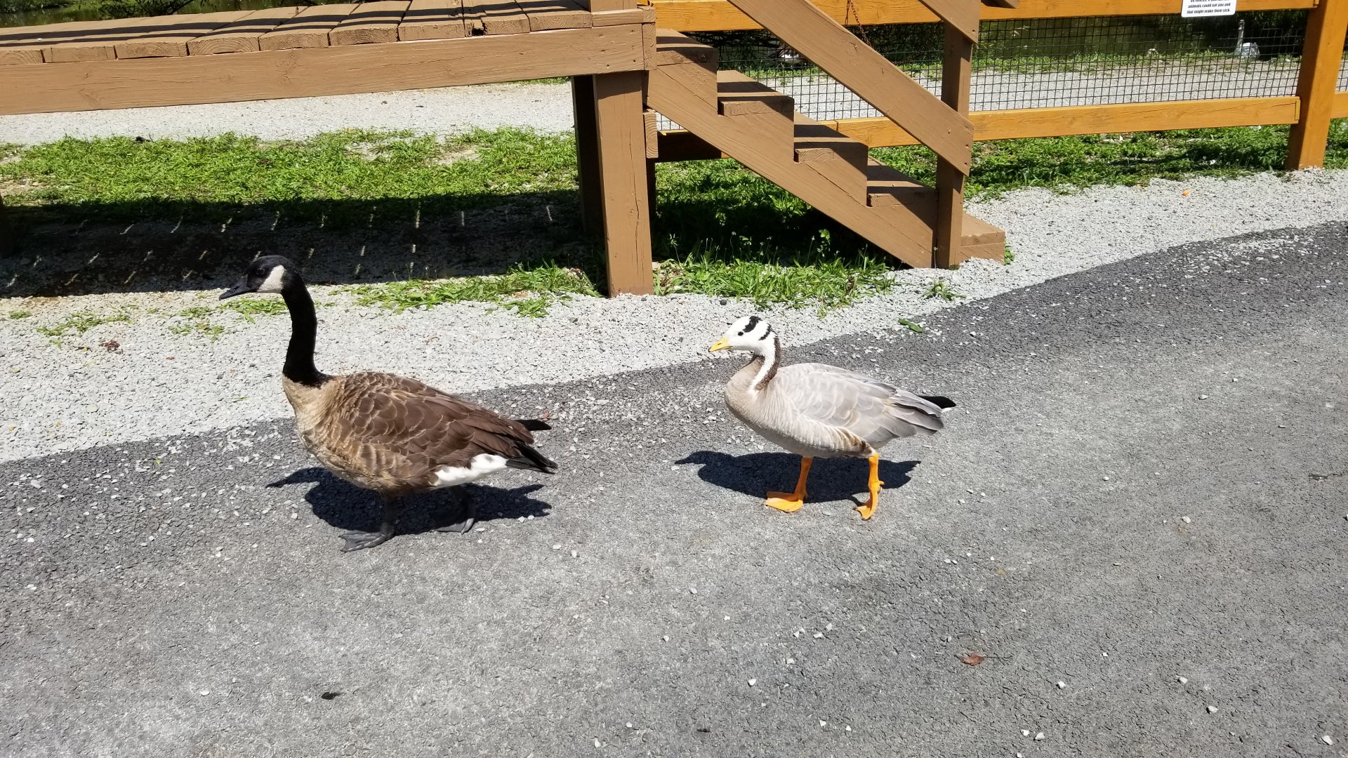 Living Treasures LH - Canada goose, bar headed goose
