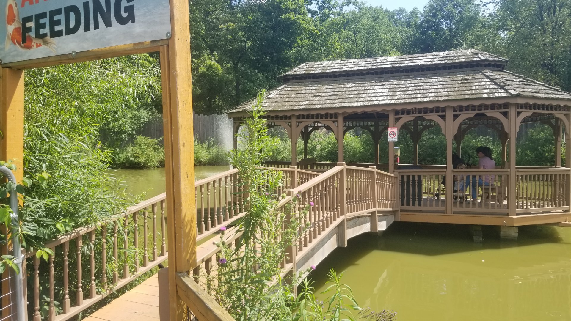 Living Treasures LH - Catfish, koi feeding
