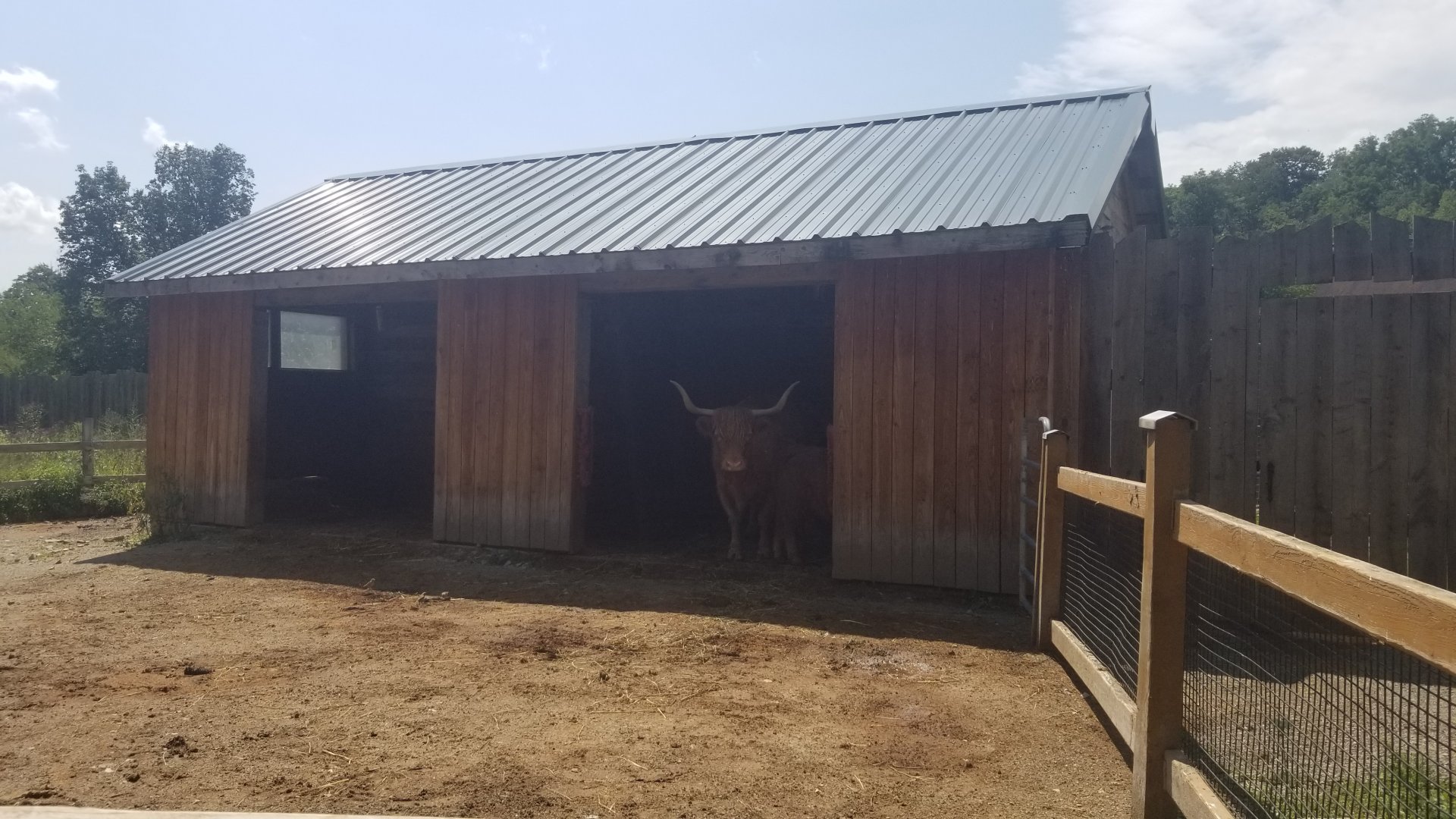 Living Treasures LH - Cattle