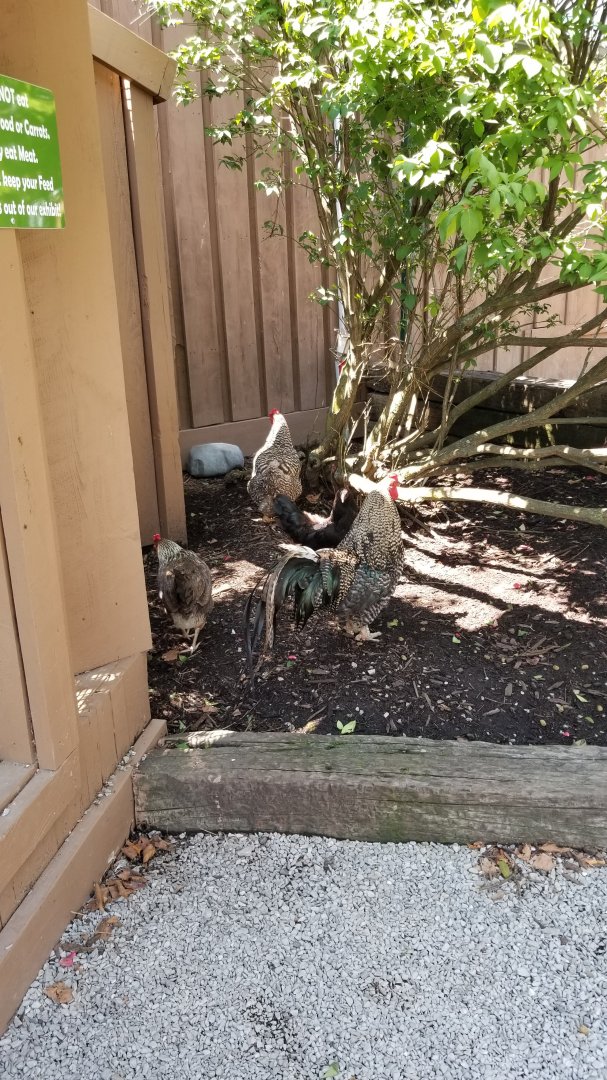 Living Treasures LH - Chickens