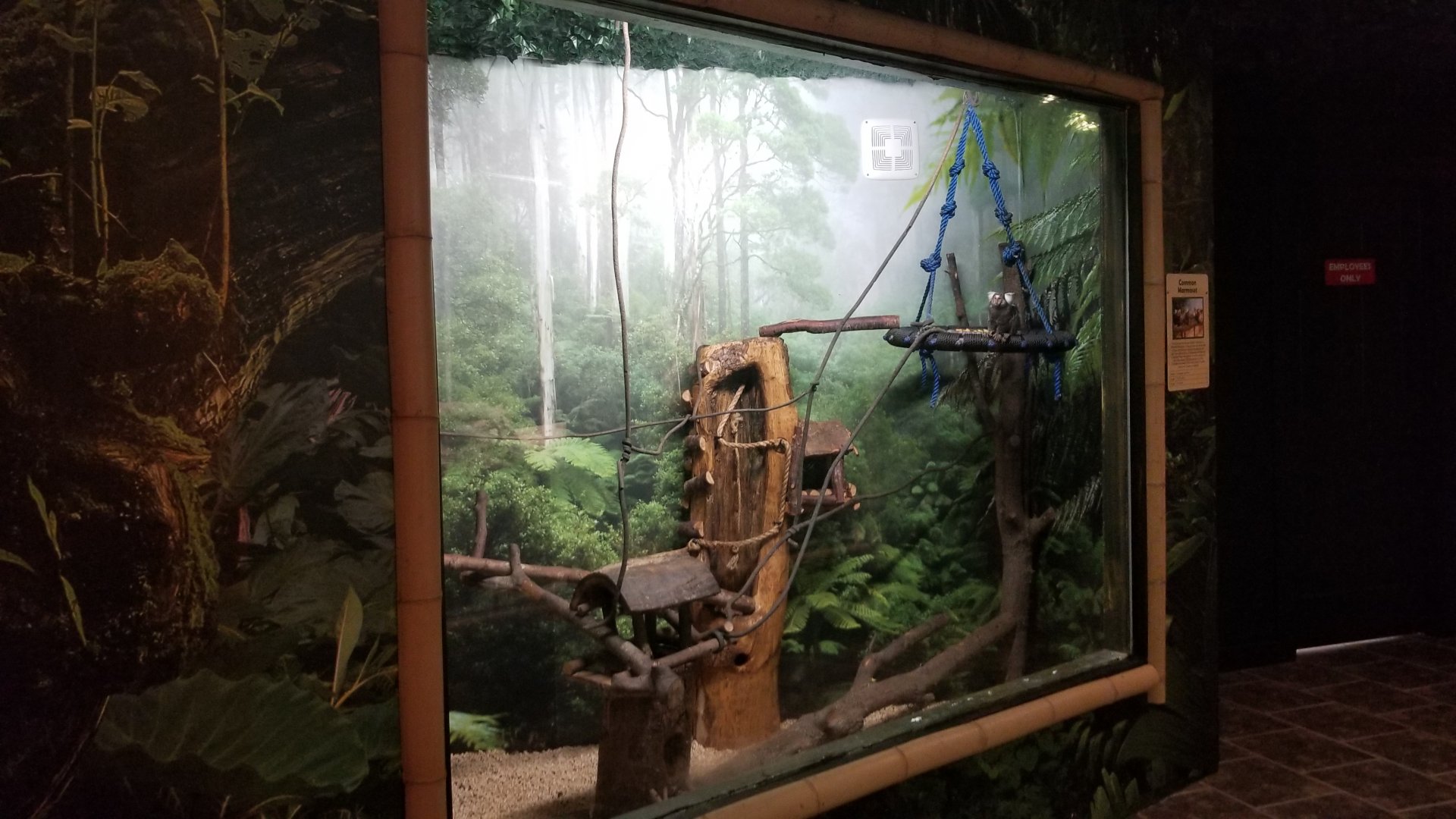 Living Treasures LH - Common marmoset