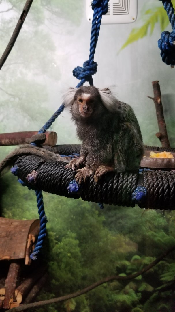 Living Treasures LH - Common marmoset