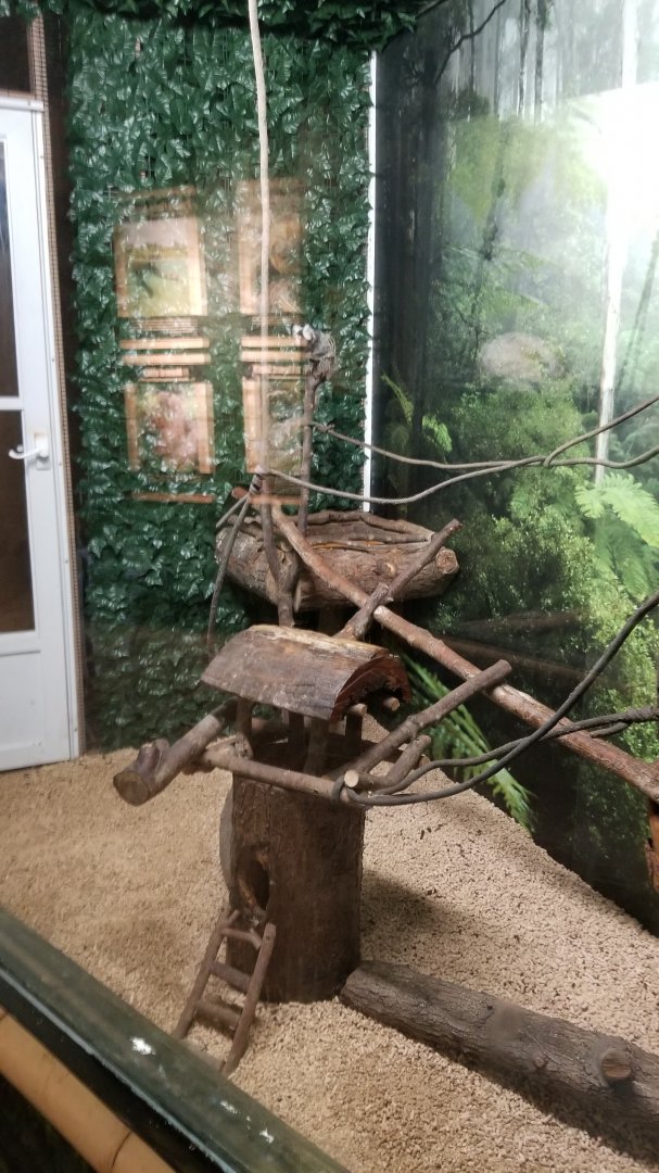 Living Treasures LH - Common marmoset