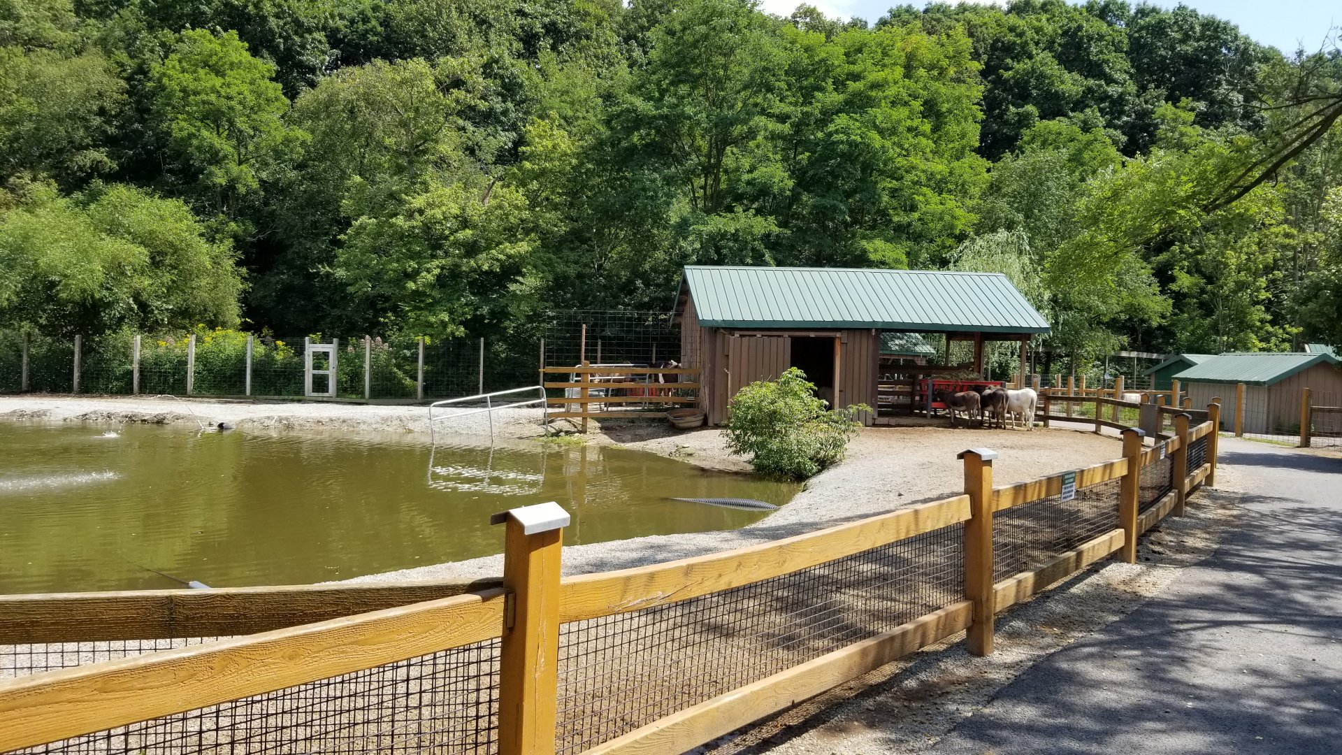 Living Treasures LH - Donkeys