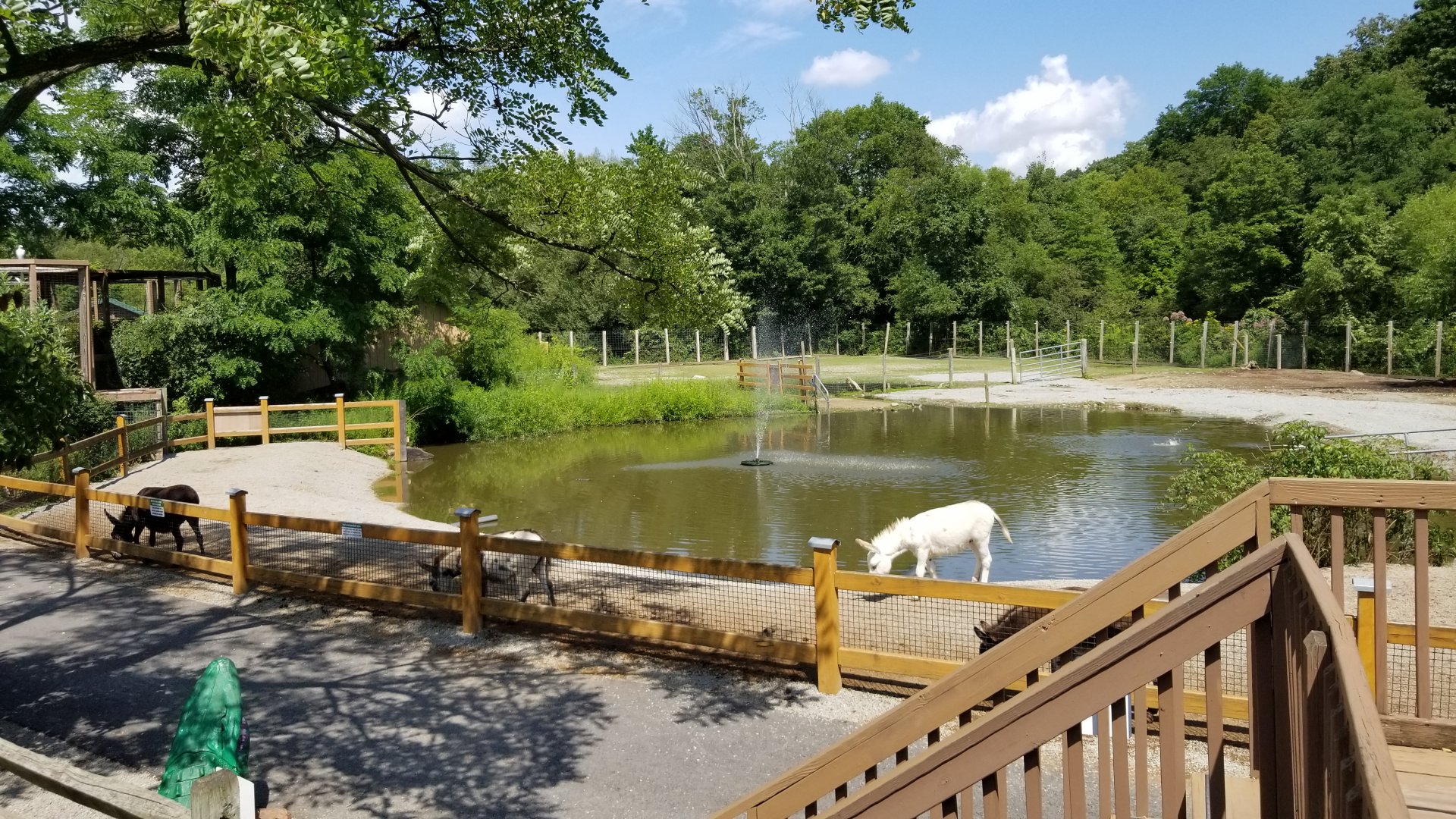 Living Treasures LH - Donkeys