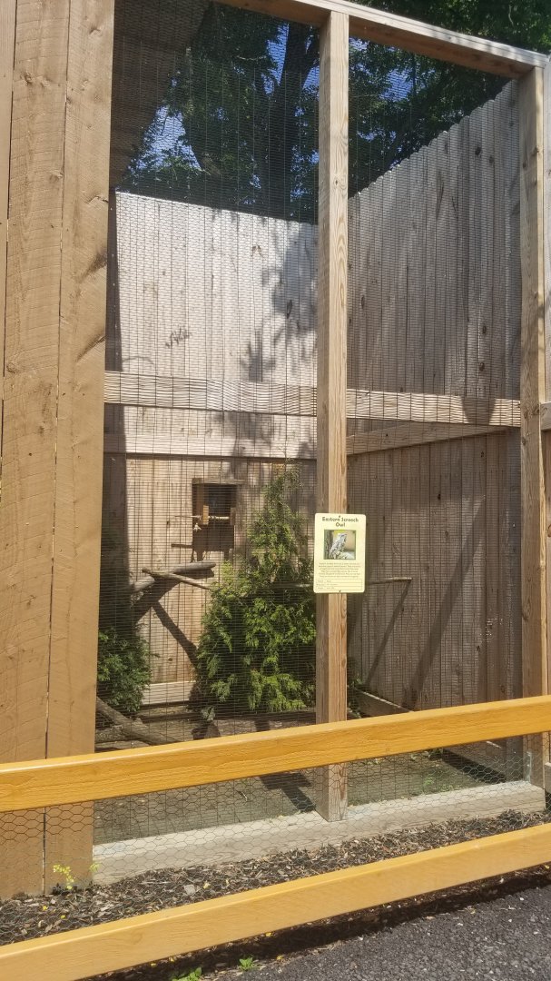 Living Treasures LH - Eastern screech owl