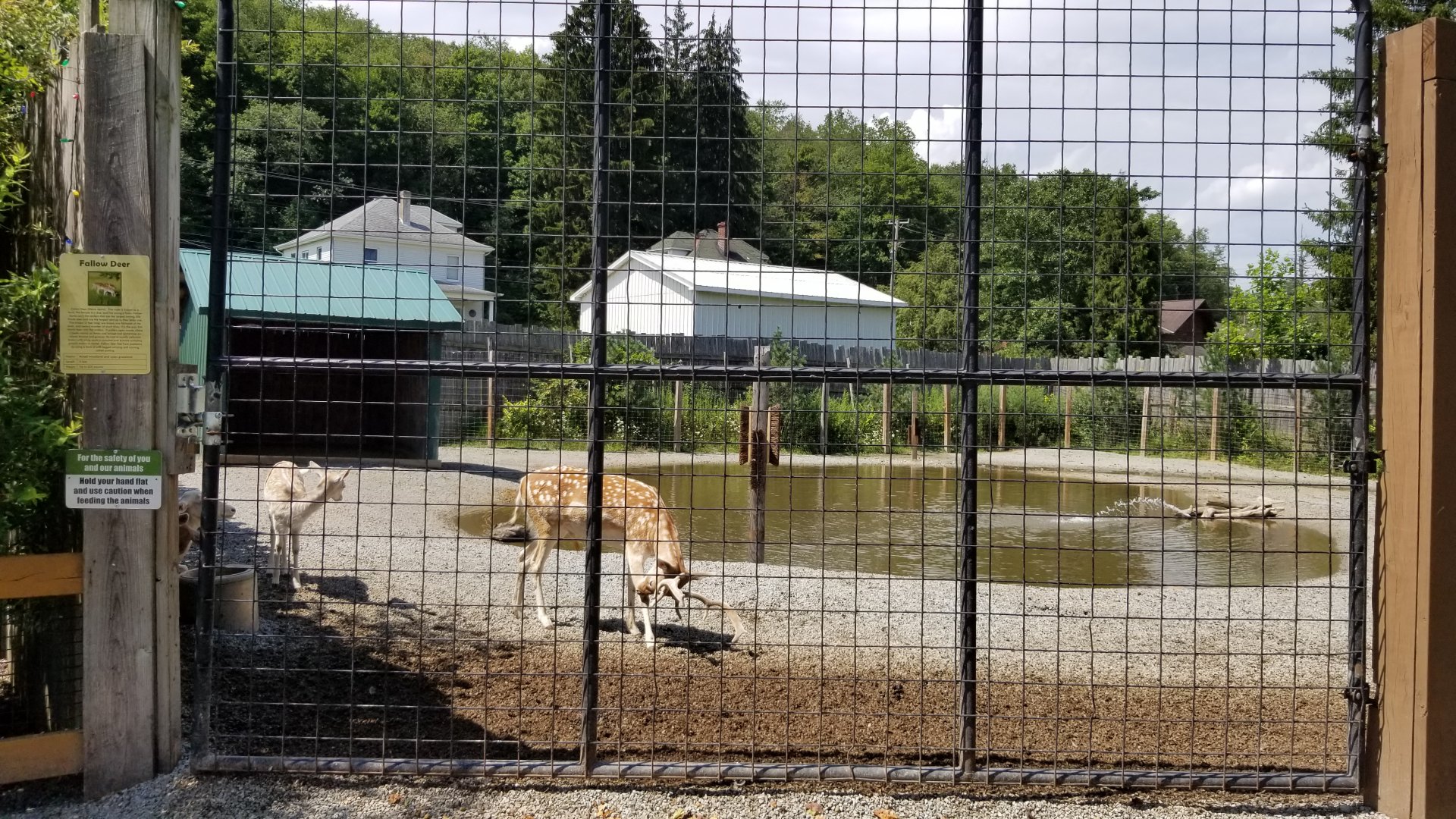 Living Treasures LH - Fallow deer