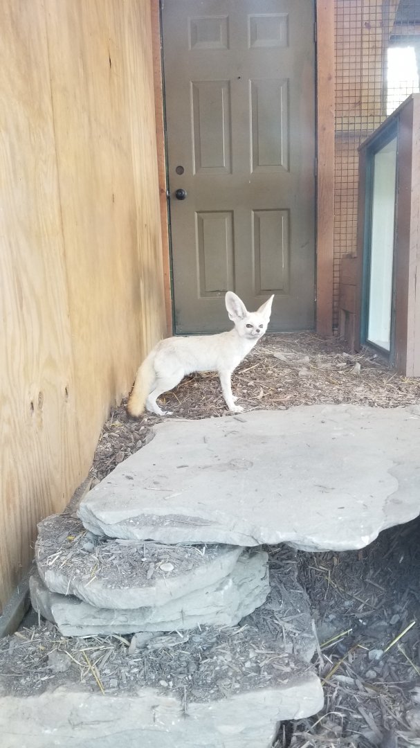Living Treasures LH - Fennec fox