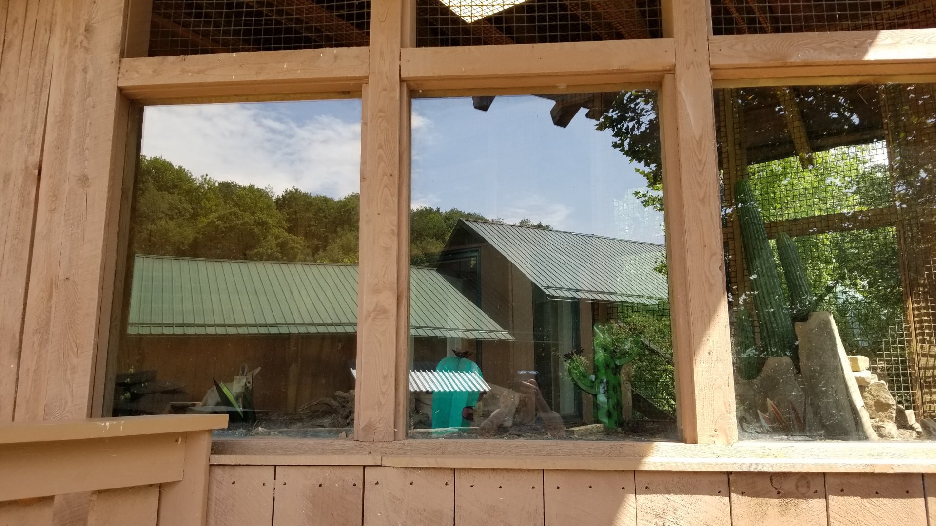 Living Treasures LH - Fennec fox