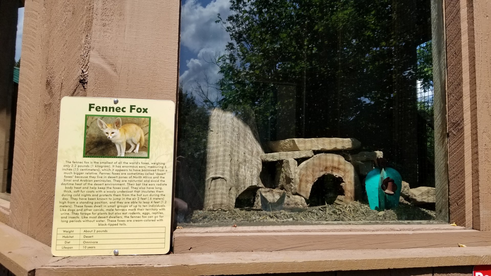 Living Treasures LH - Fennec fox