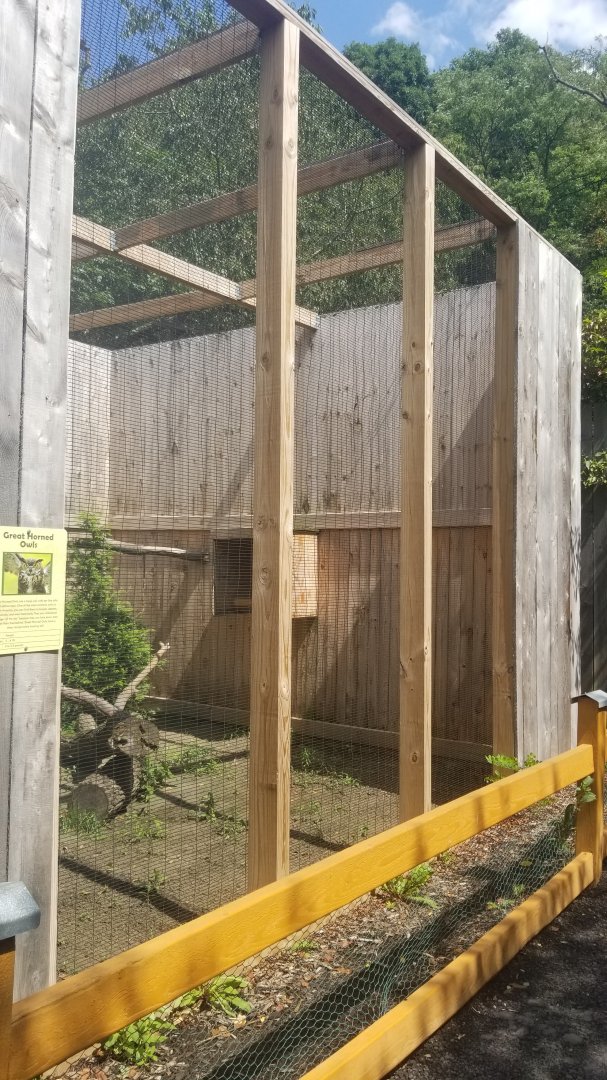 Living Treasures LH - Great horned owl