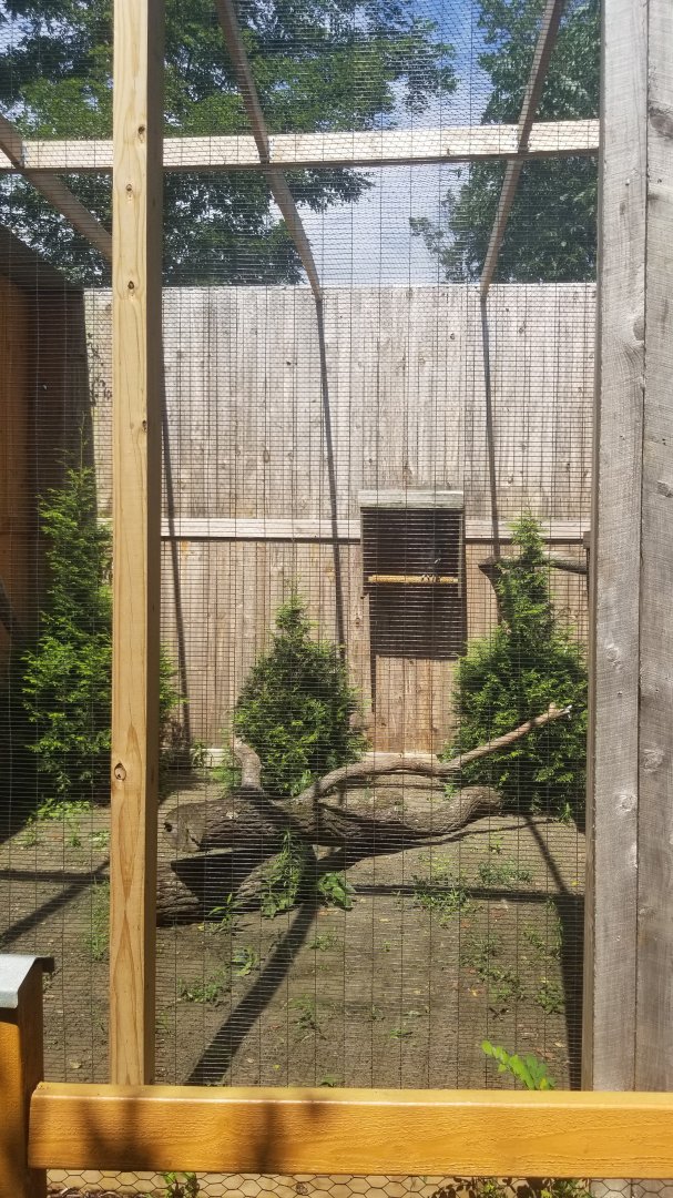 Living Treasures LH - Great horned owl