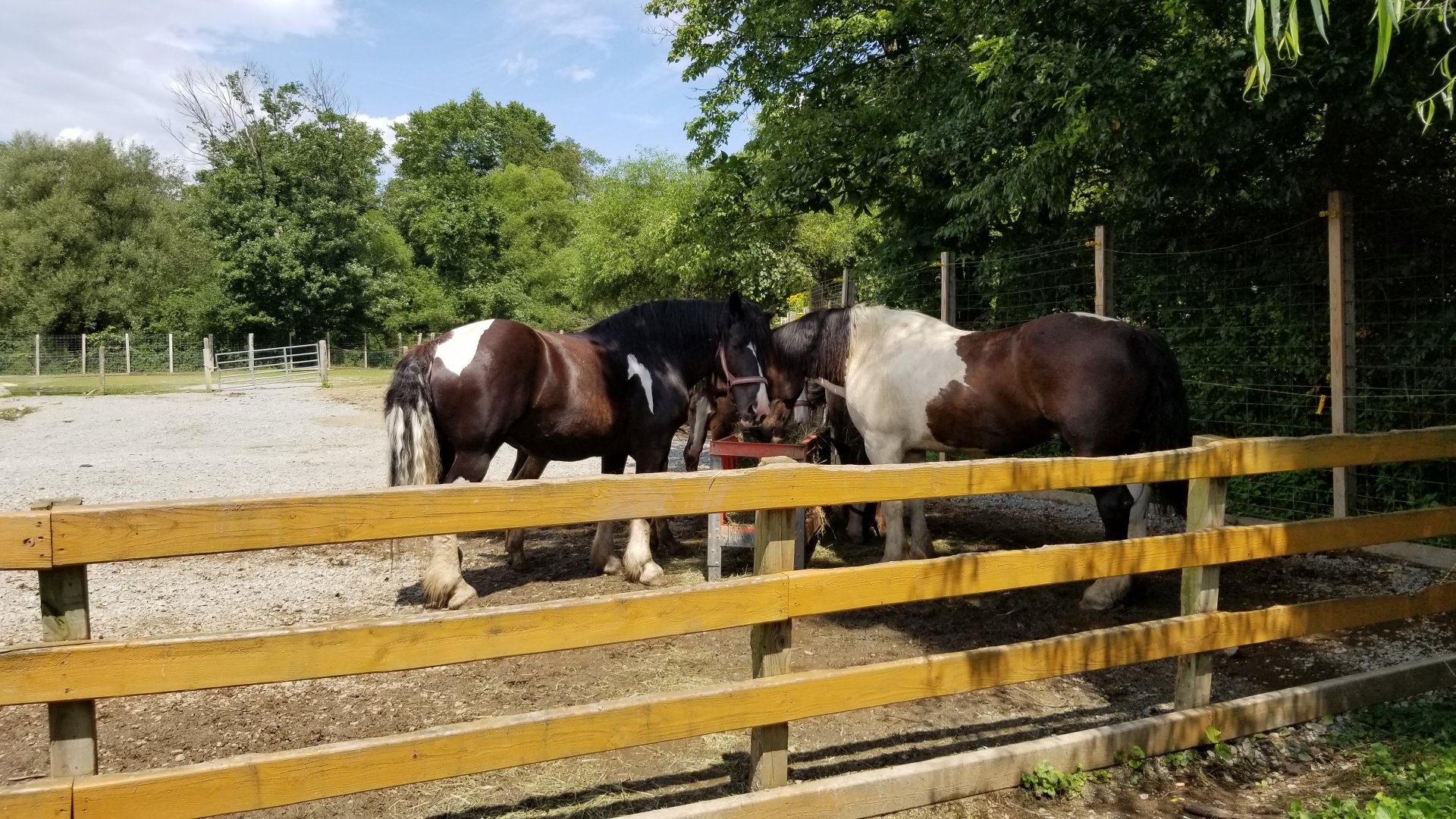 Living Treasures LH - Horses
