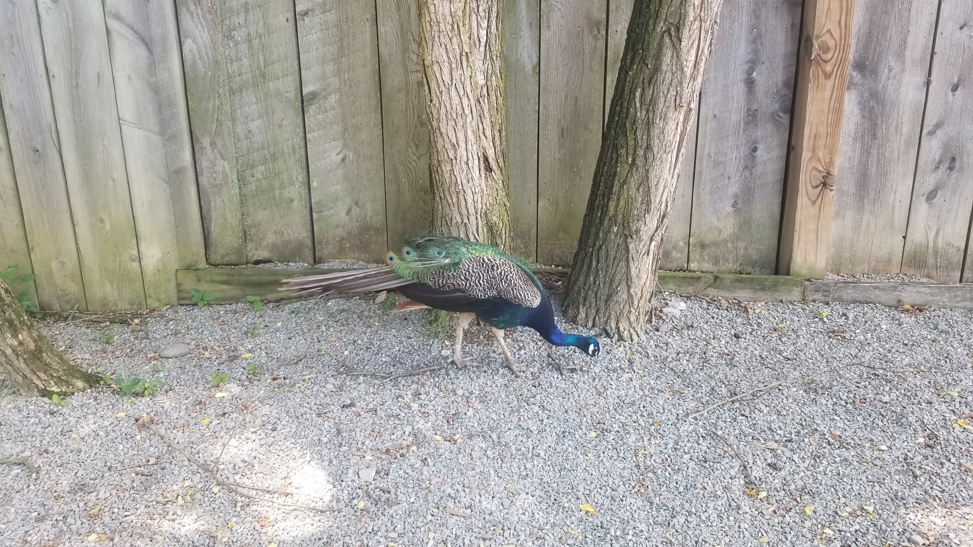 Living Treasures LH - Indian peafowl