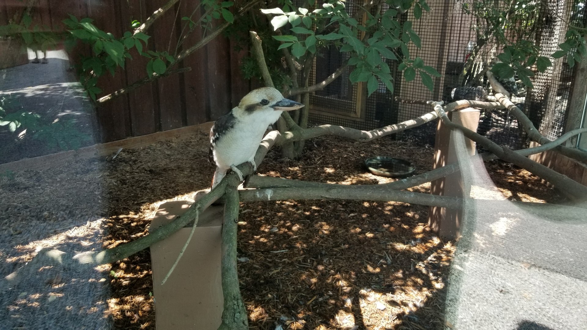 Living Treasures LH - Kookaburra