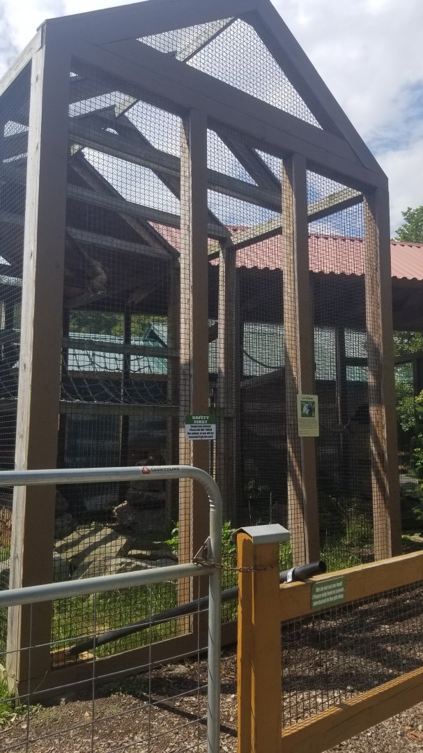 Living Treasures LH - Lar gibbon