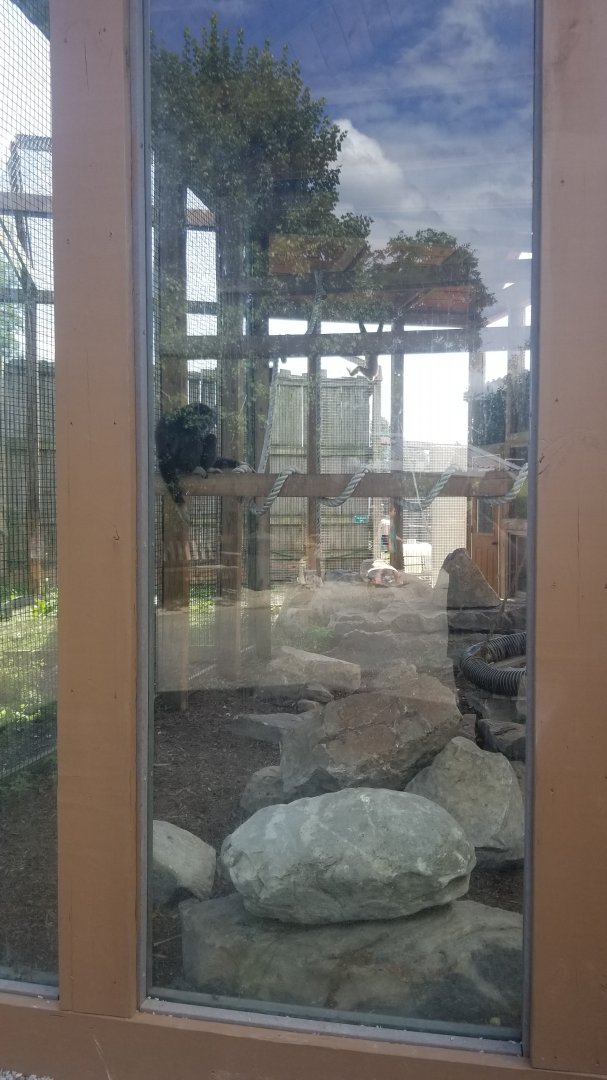 Living Treasures LH - Lar gibbon