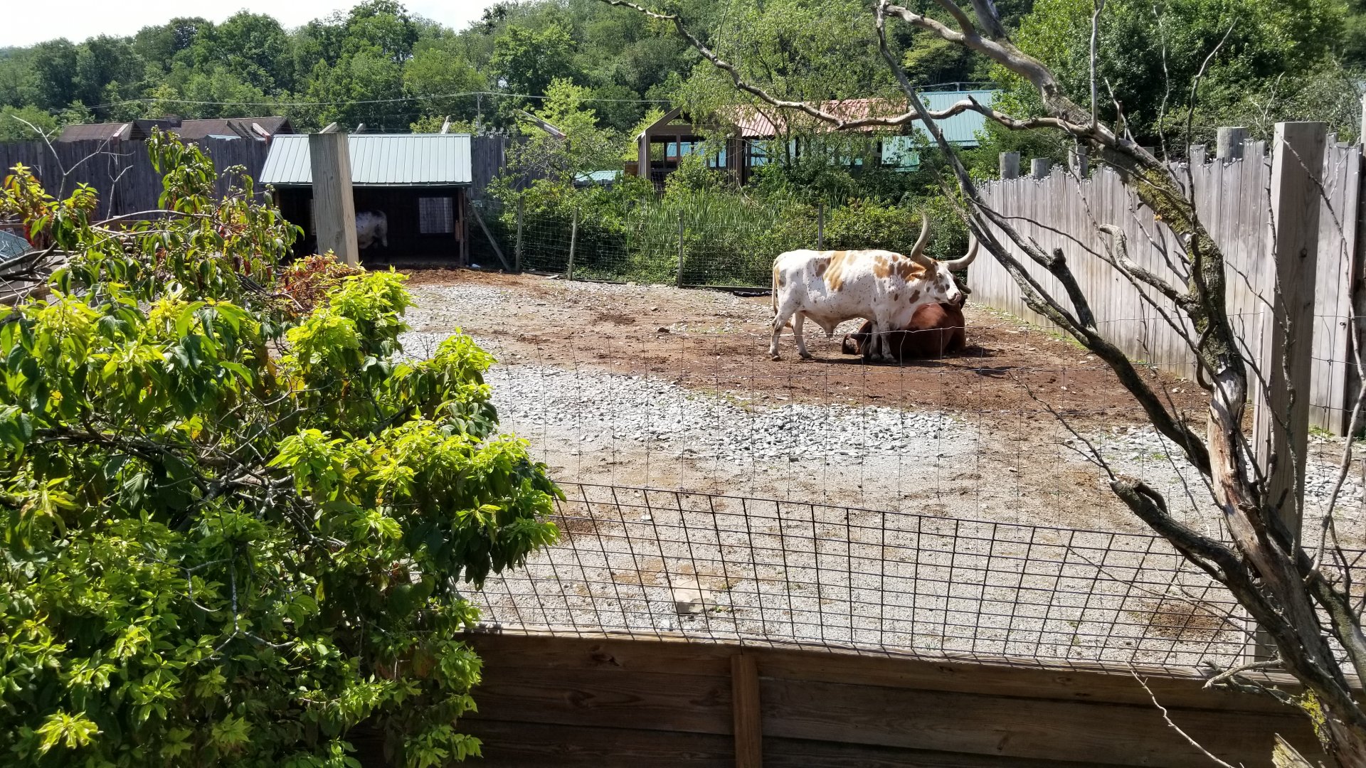 Living Treasures LH - Longhorn cattle