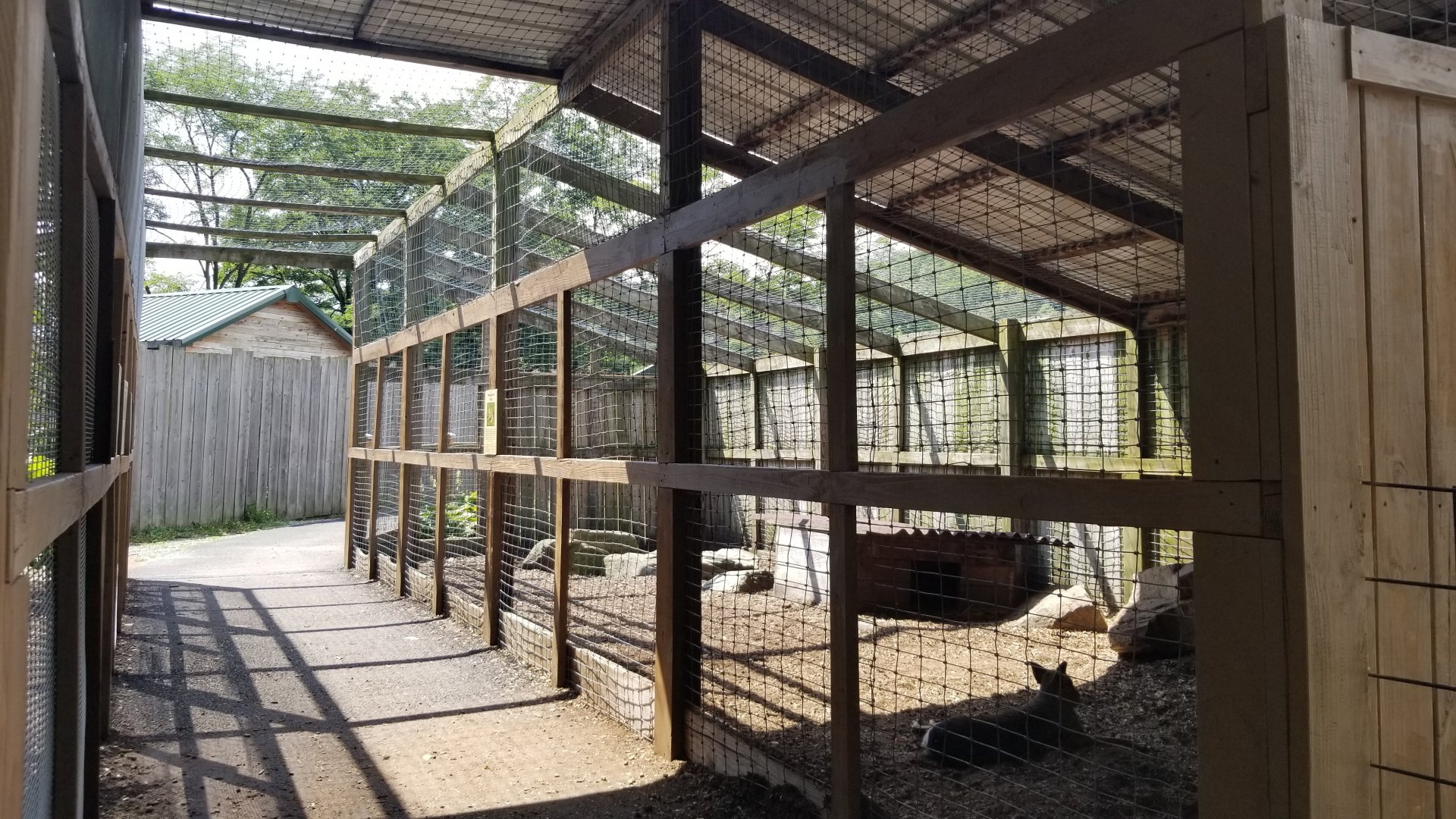 Living Treasures LH - Patagonian mara