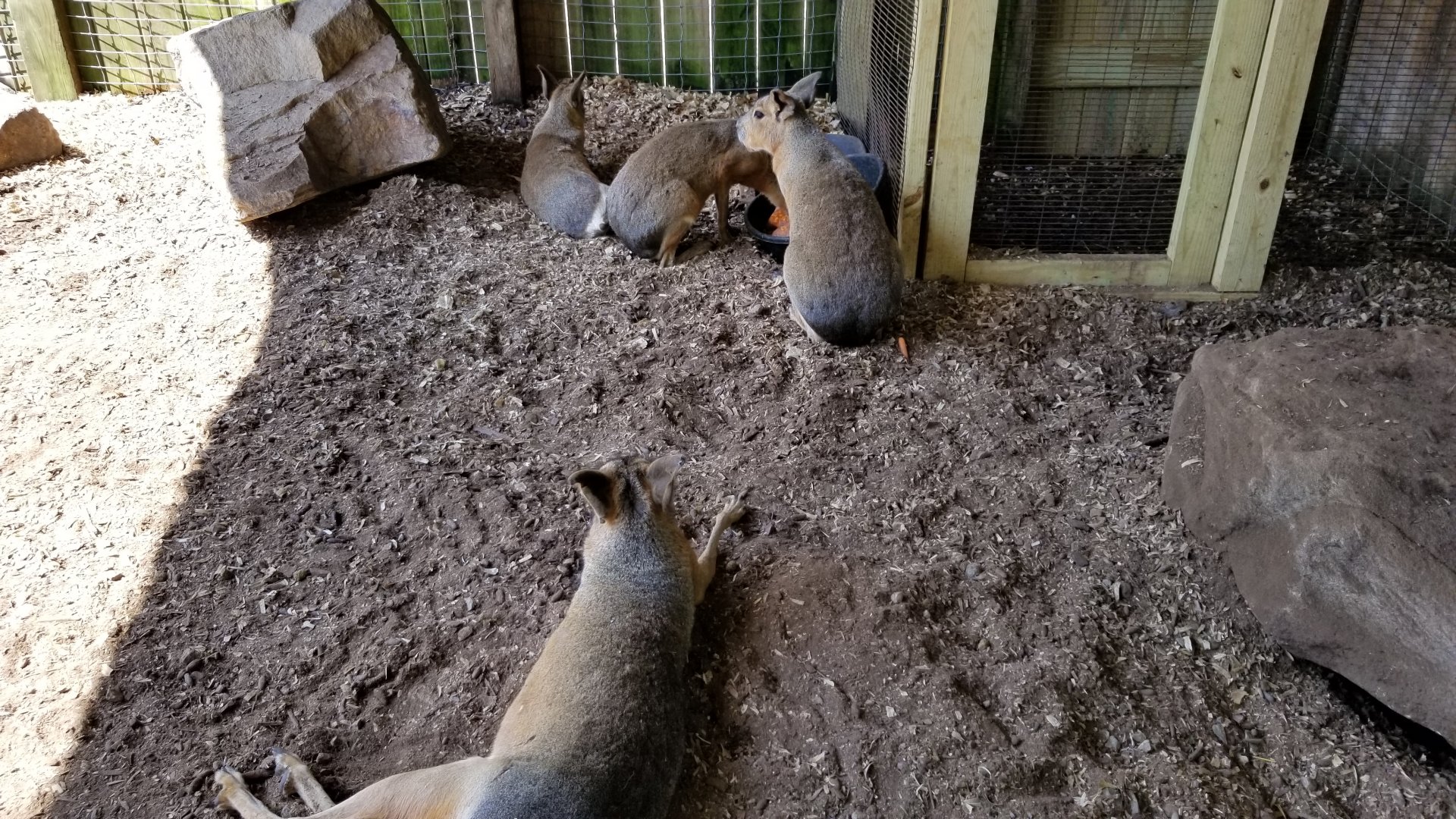 Living Treasures LH - Patagonian mara