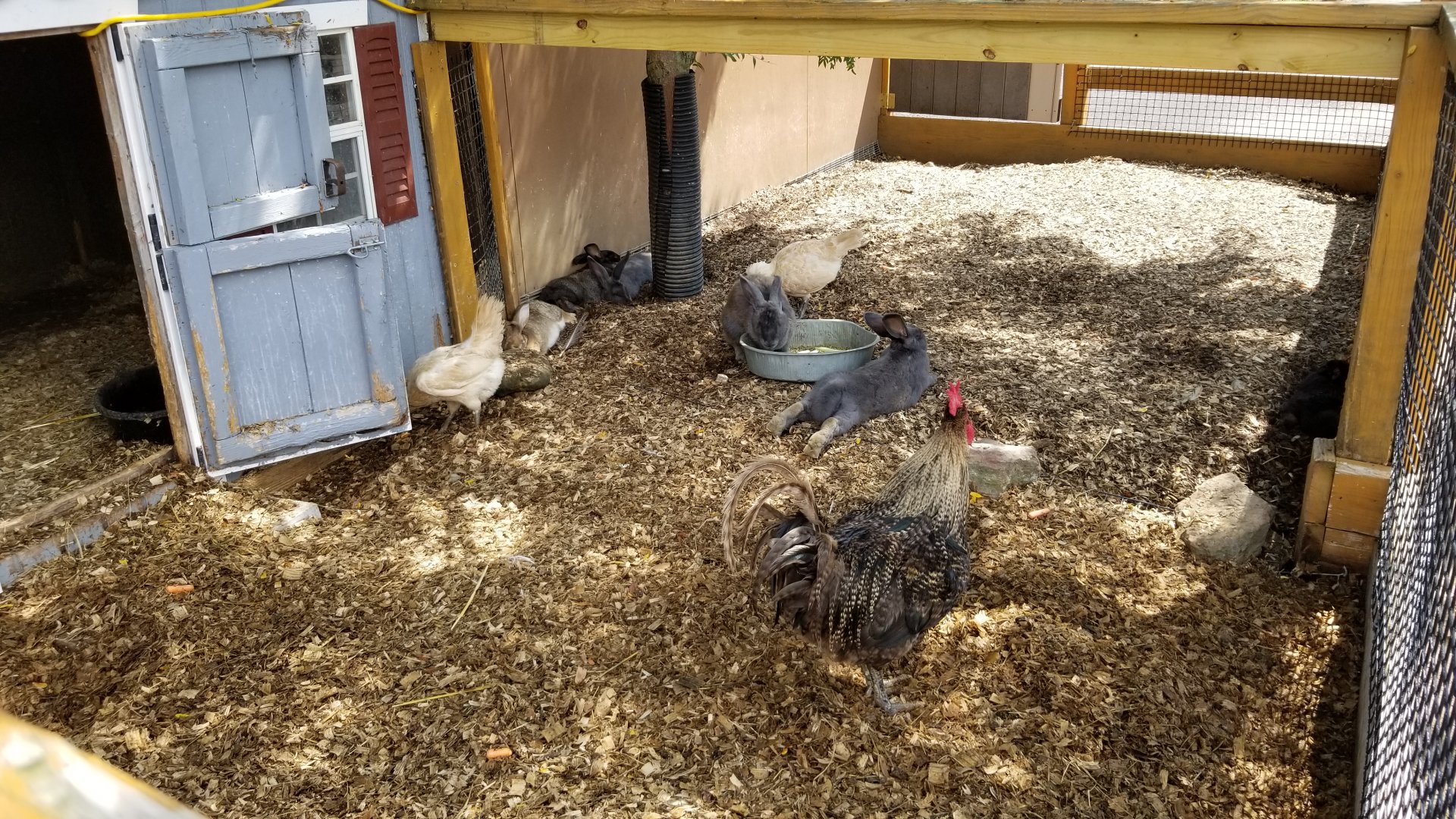 Living Treasures LH - Petting area, chickens and rabbits