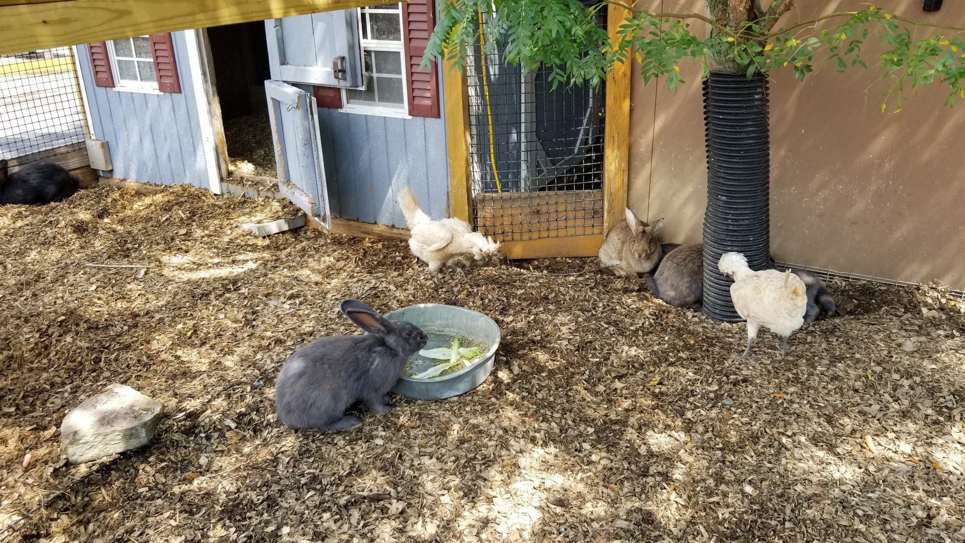 Living Treasures LH - Petting area, chickens and rabbits