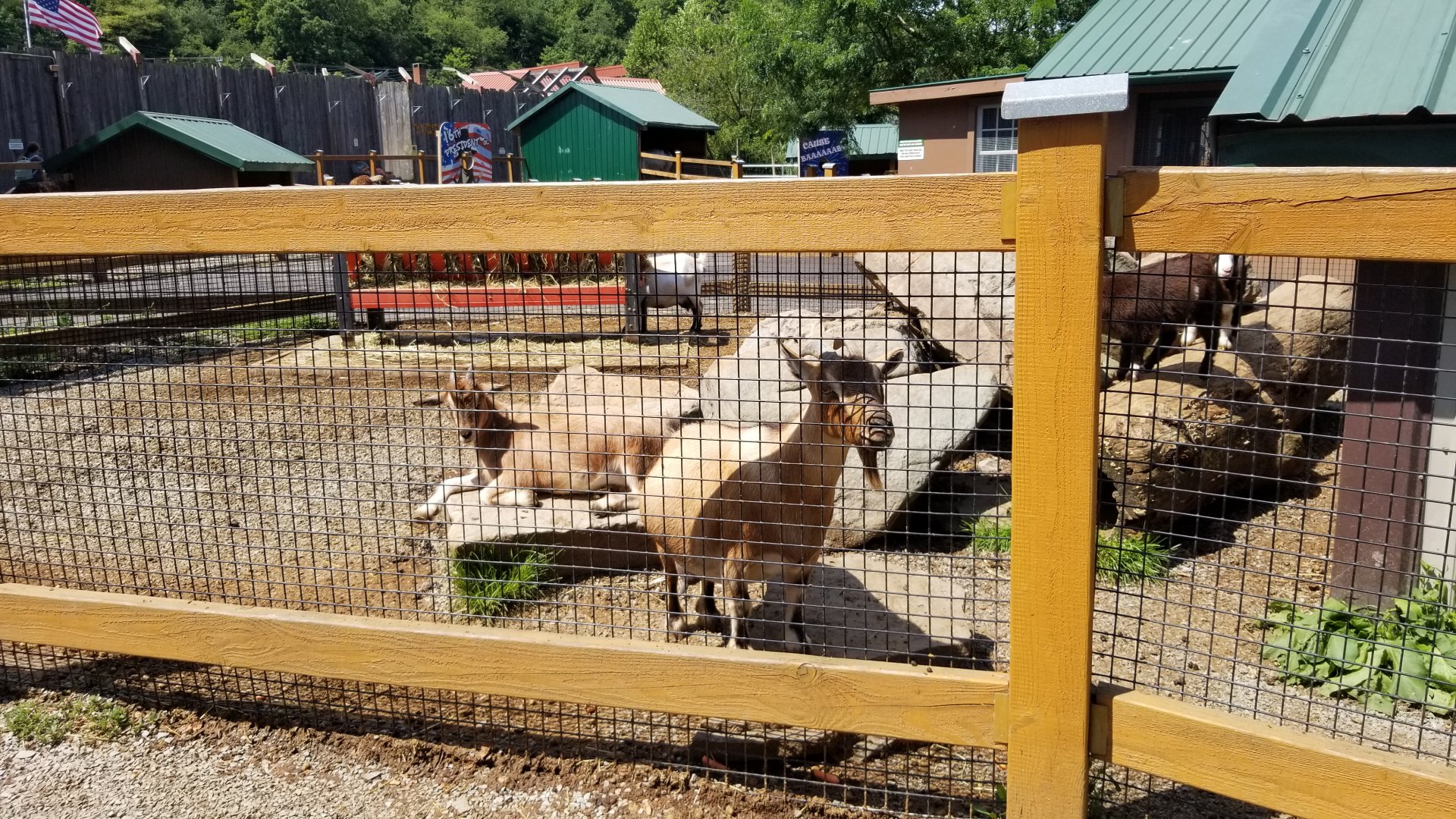 Living Treasures LH - Petting area, goats