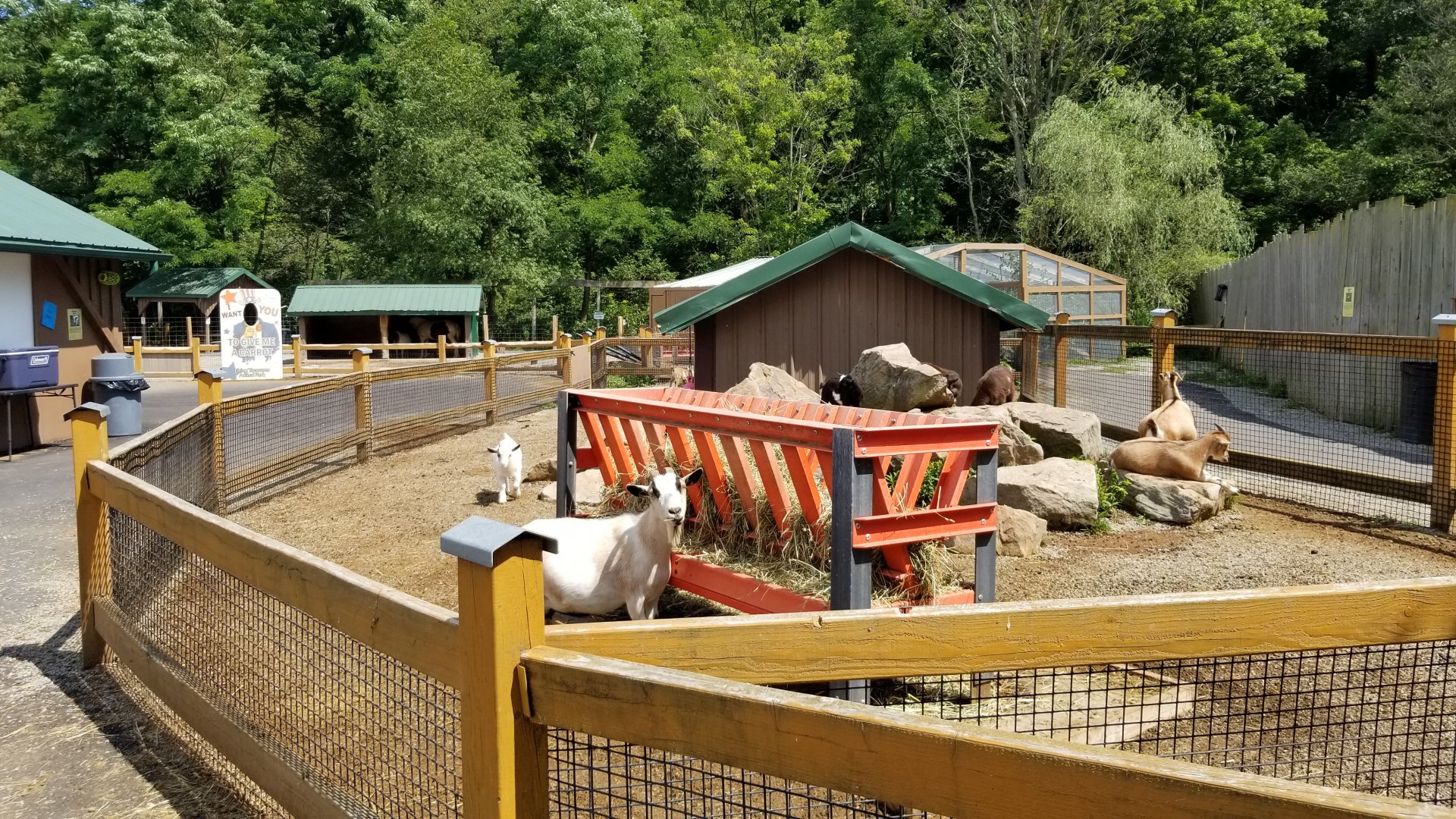 Living Treasures LH - Petting area, goats