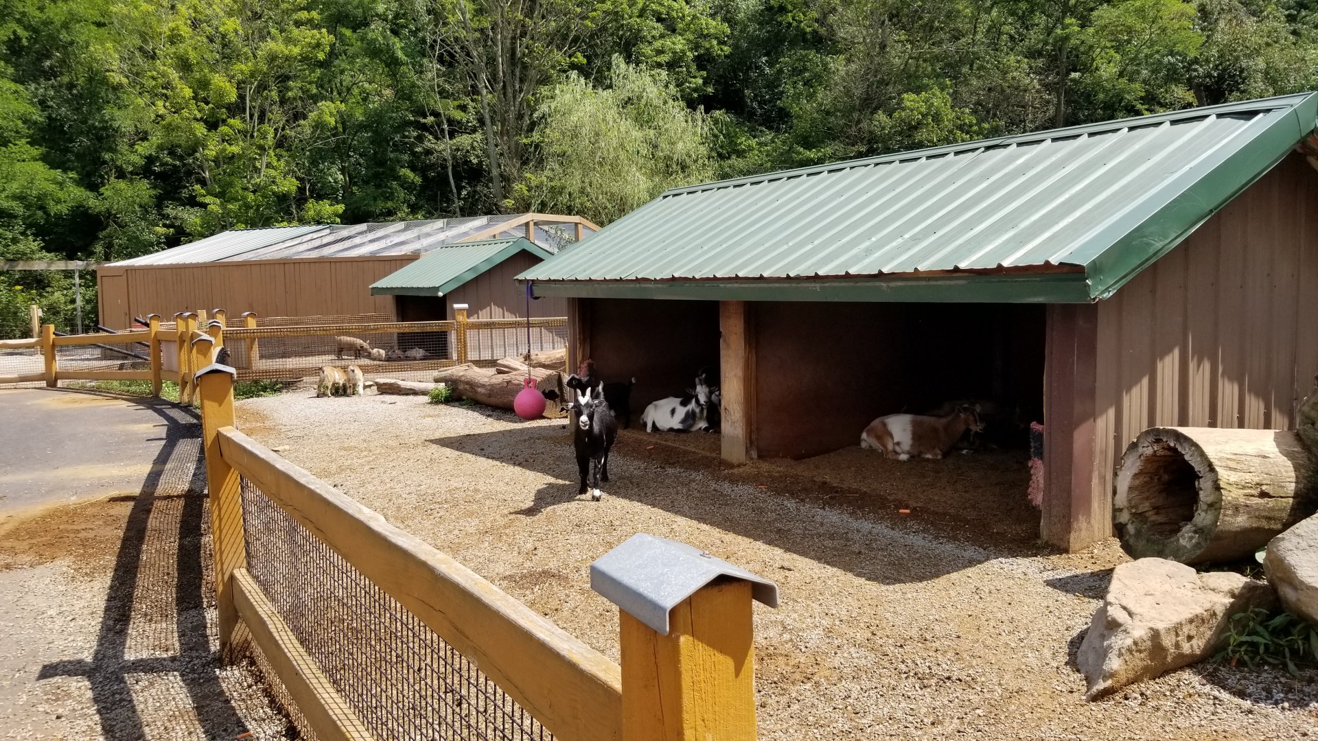 Living Treasures LH - Petting area, goats