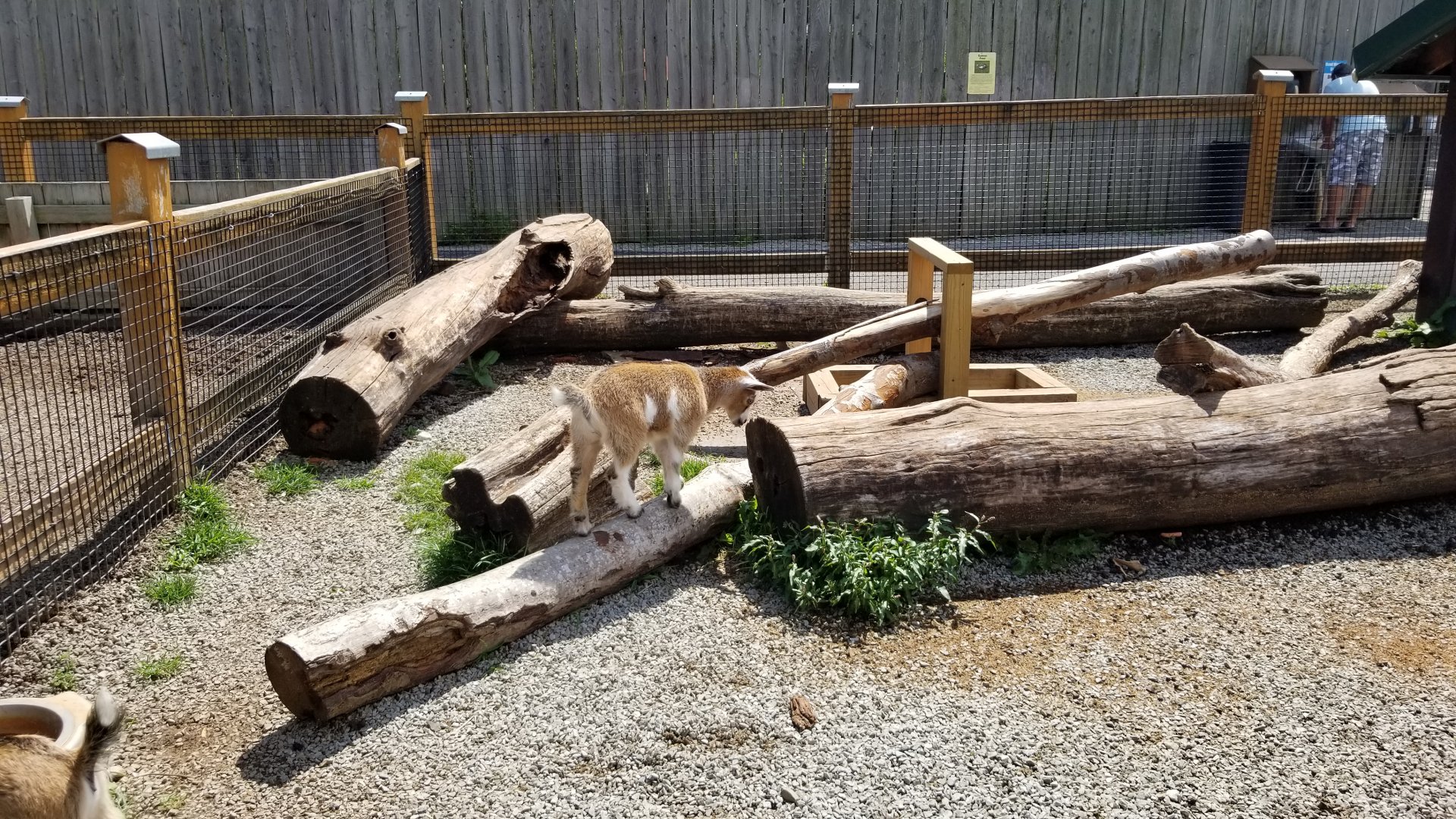 Living Treasures LH - Petting area, goats
