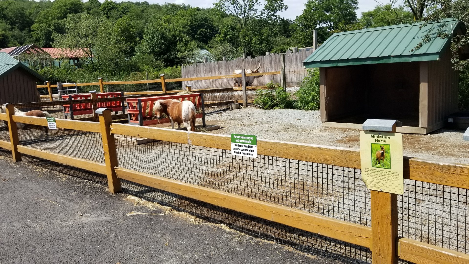 Living Treasures LH - Petting area, miniature horses