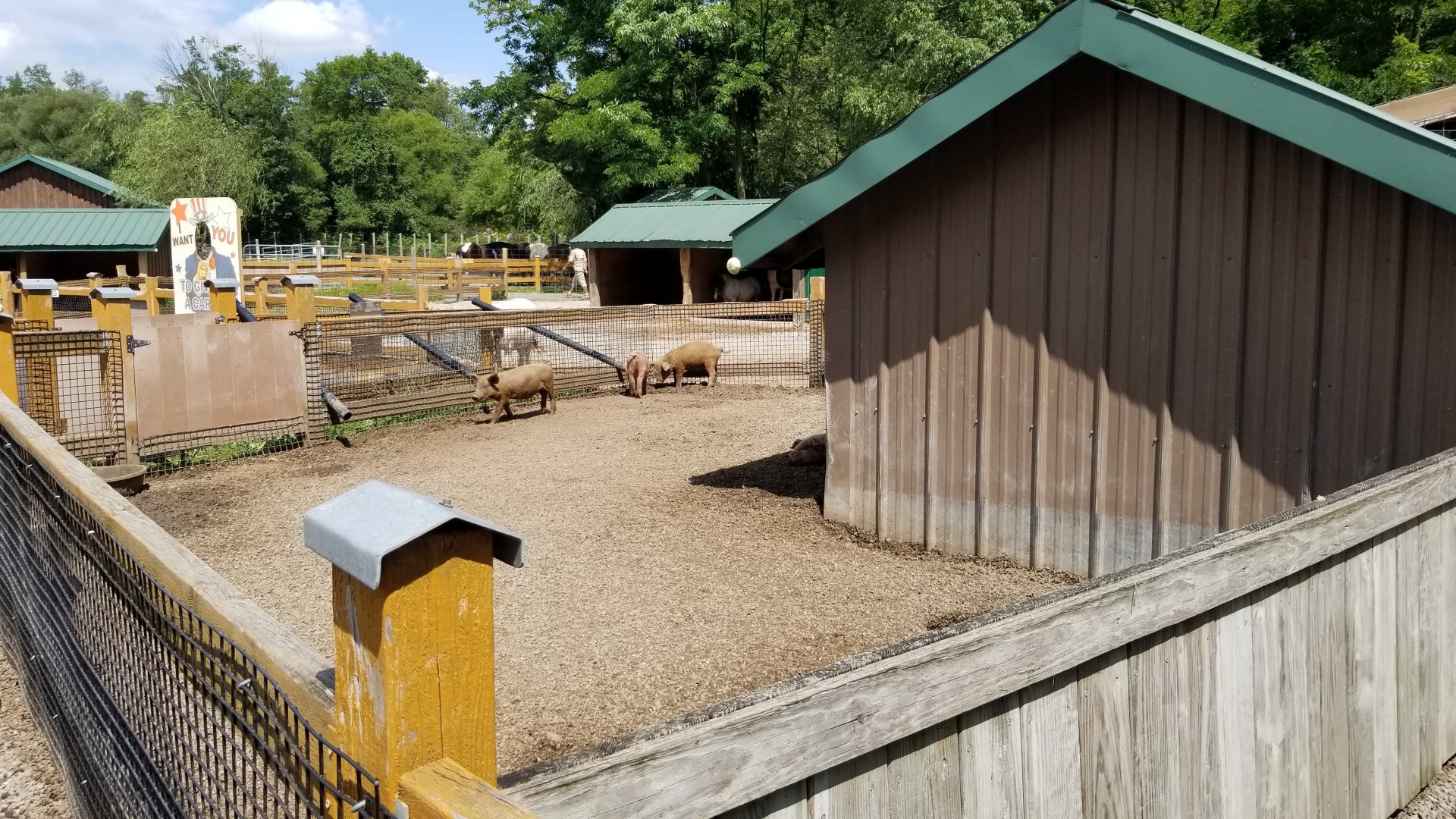 Living Treasures LH - Petting area, piglets